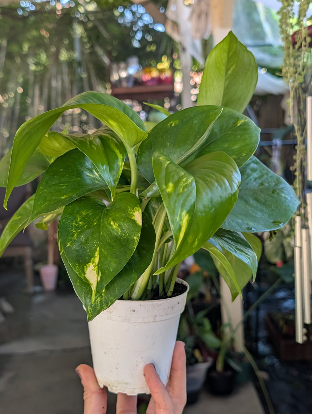 Epipremnum aureum 'golden pothos' image 3