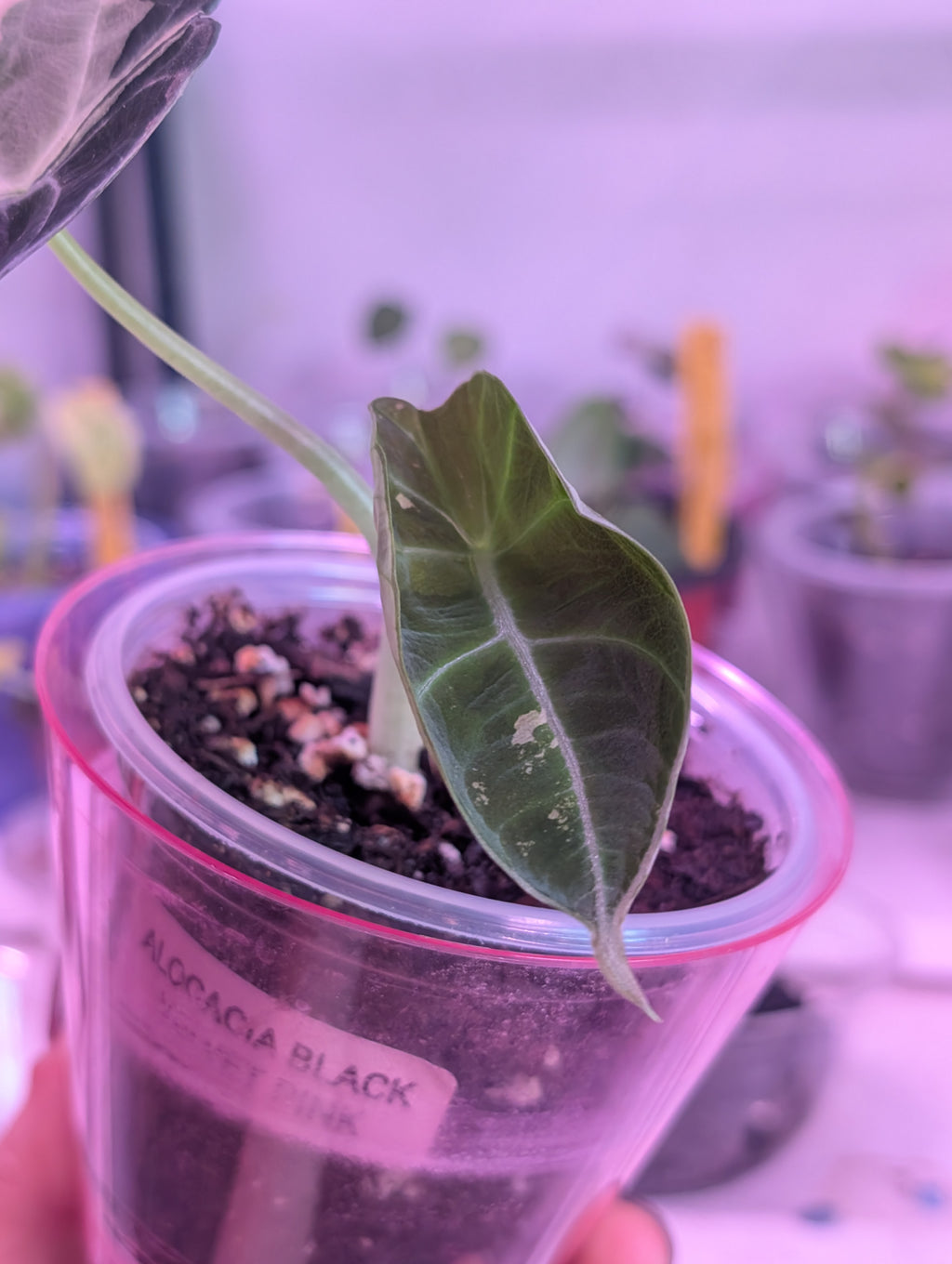 Alocasia reginula 'black velvet pink' image 1