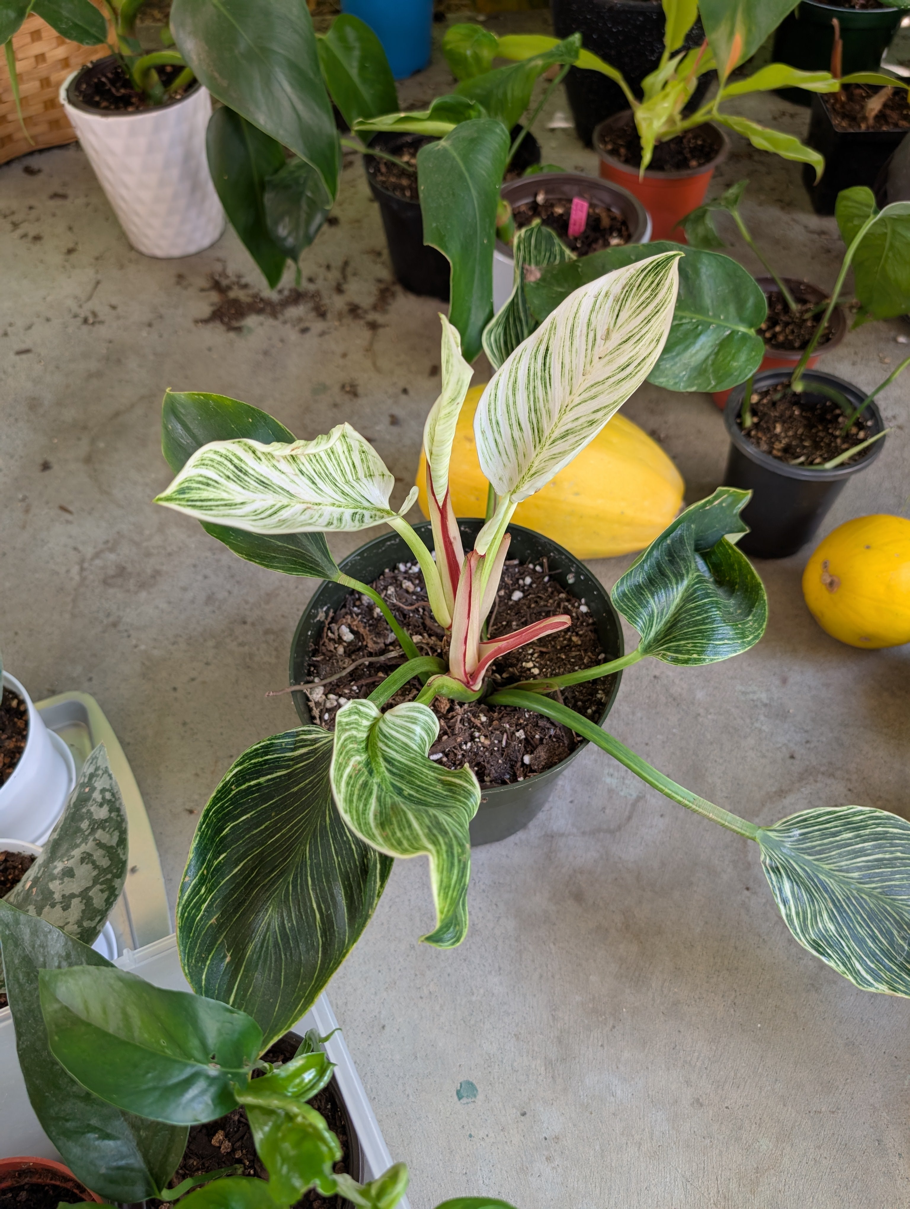 Philodendron 'birkin' image 2