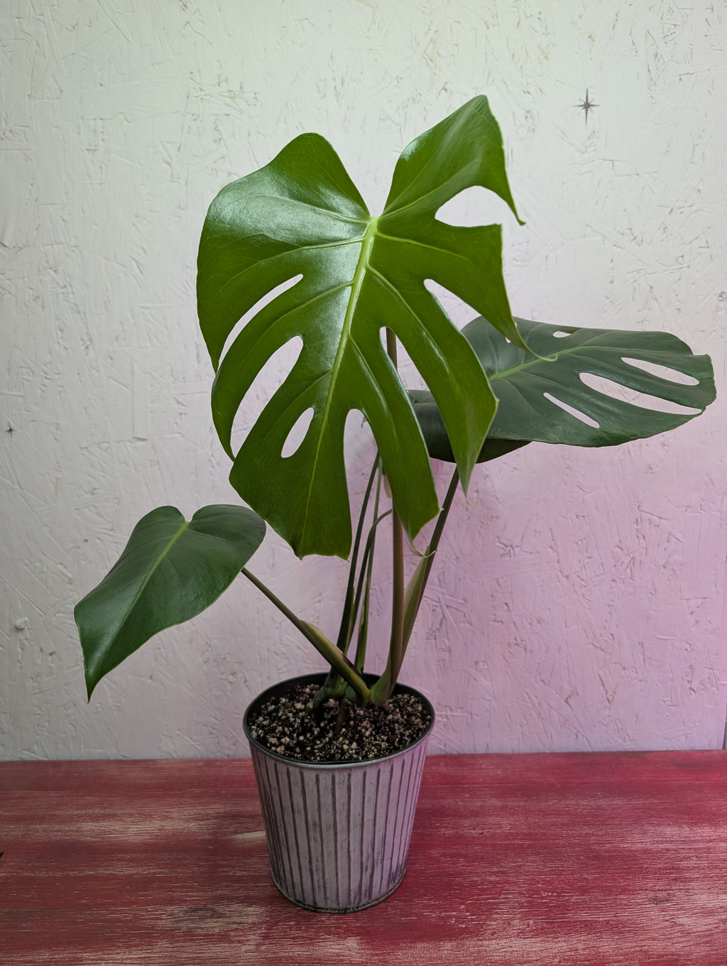 Monstera deliciosa image 3