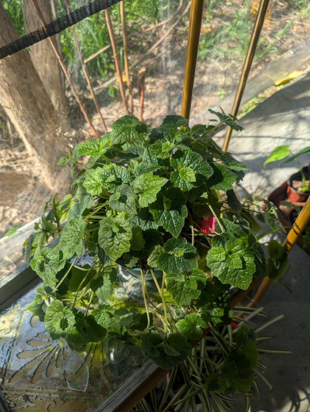 Piggyback Plant - Tolmiea menziesii image 1