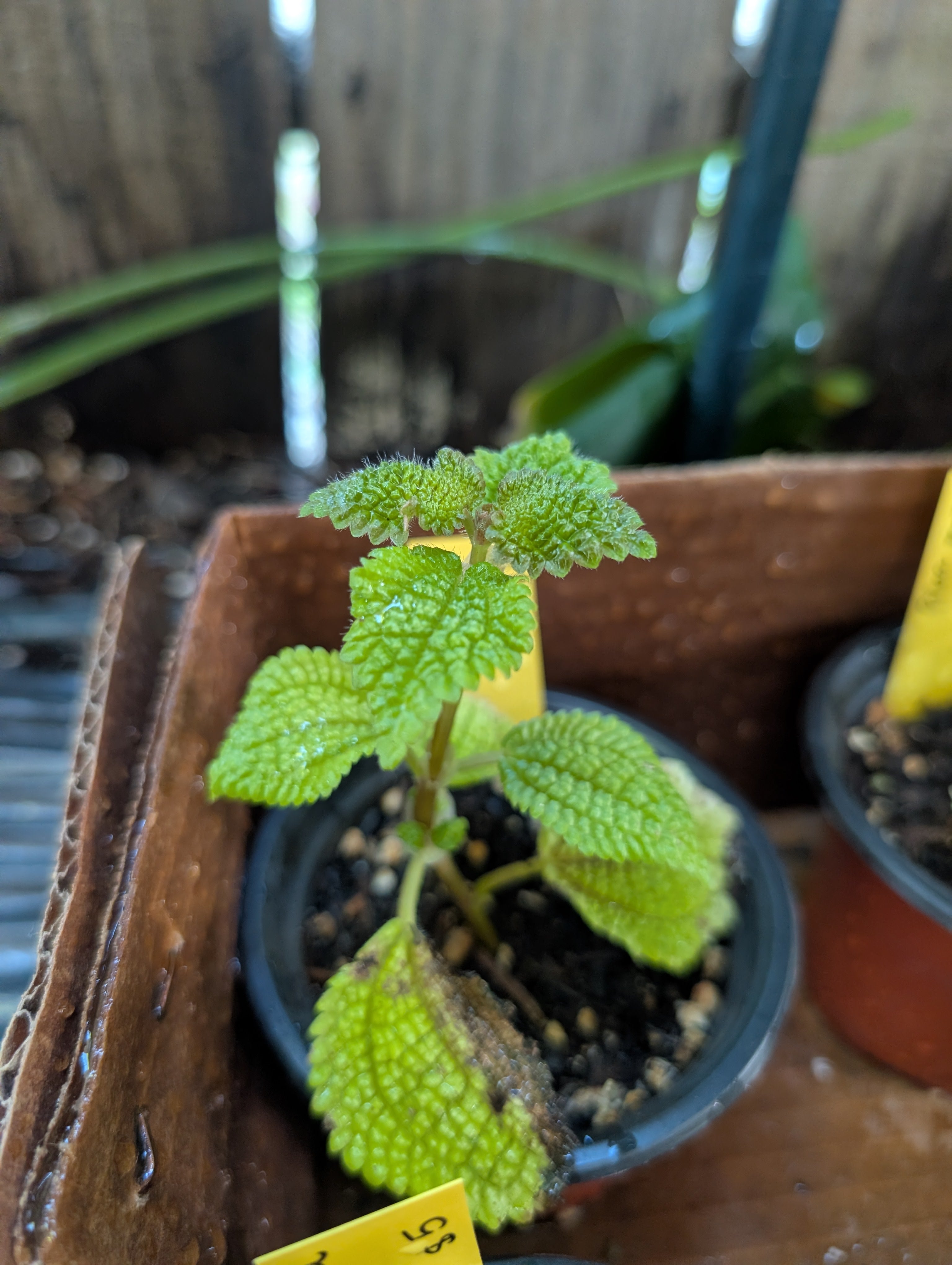 Pilea peperomioides 'moon' starters image 2