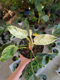 Philodendron 'birkin' image 0