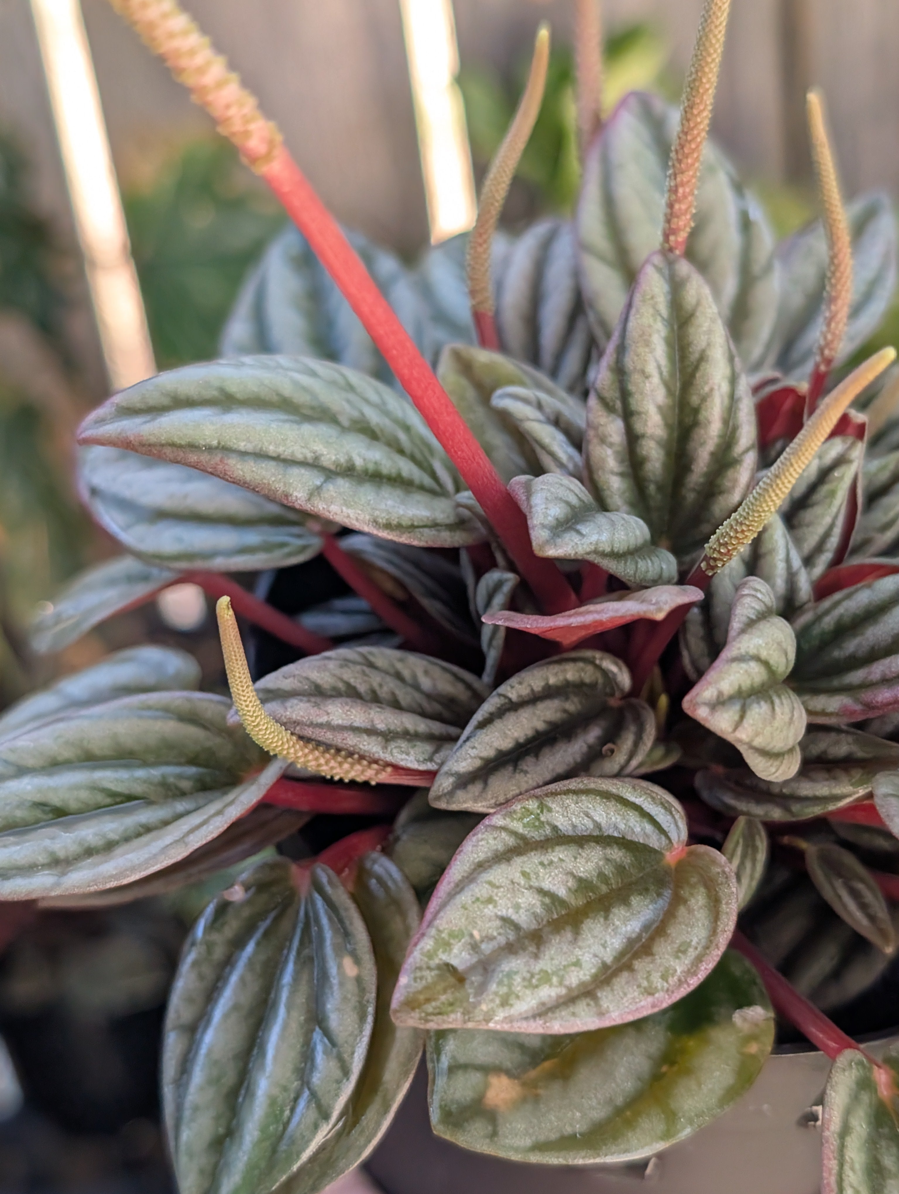 Peperomia 'san marino' image 4