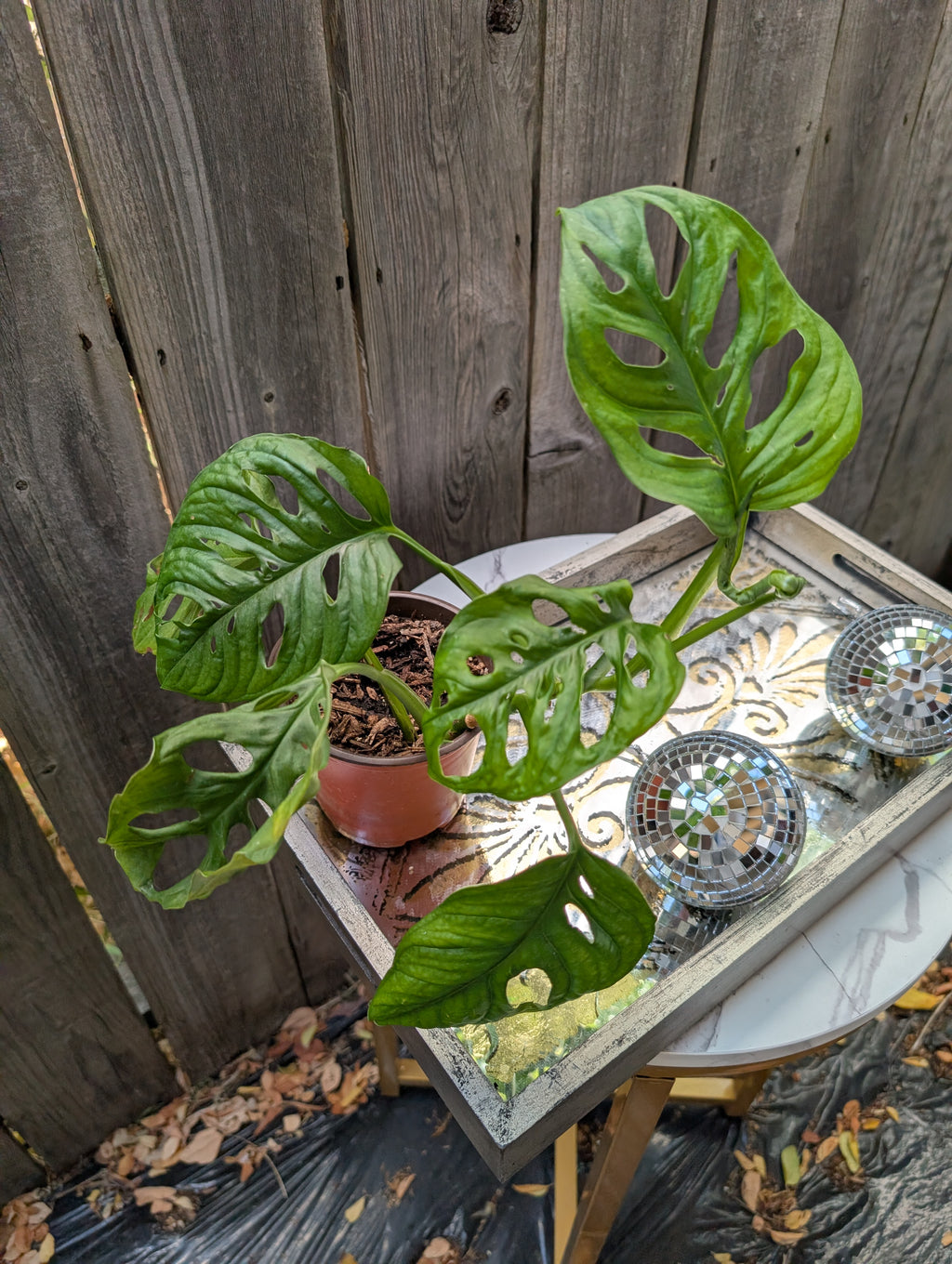 Monstera adansonii image 0