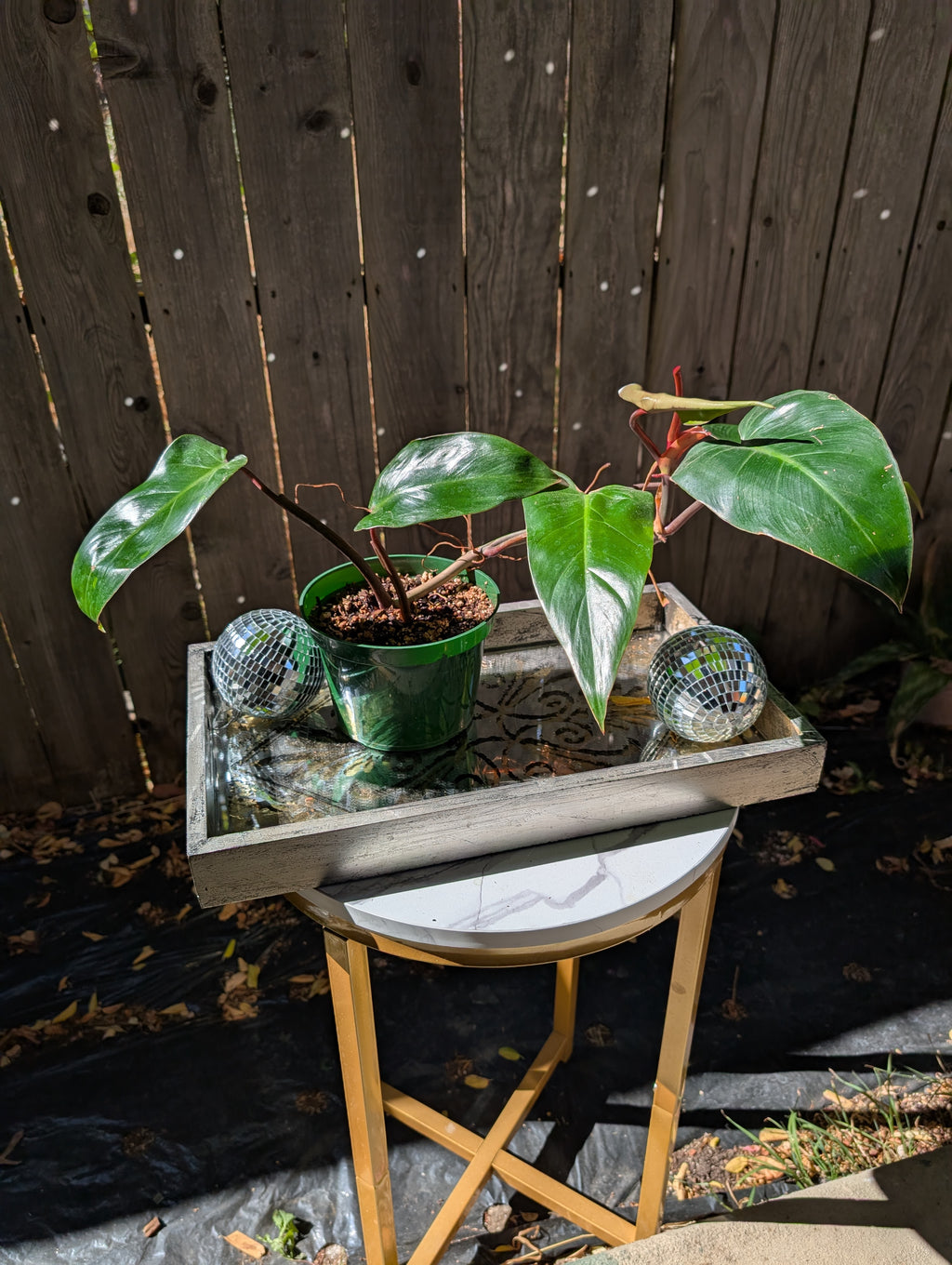 Philodendron 'red emerald' ❣️ image 10