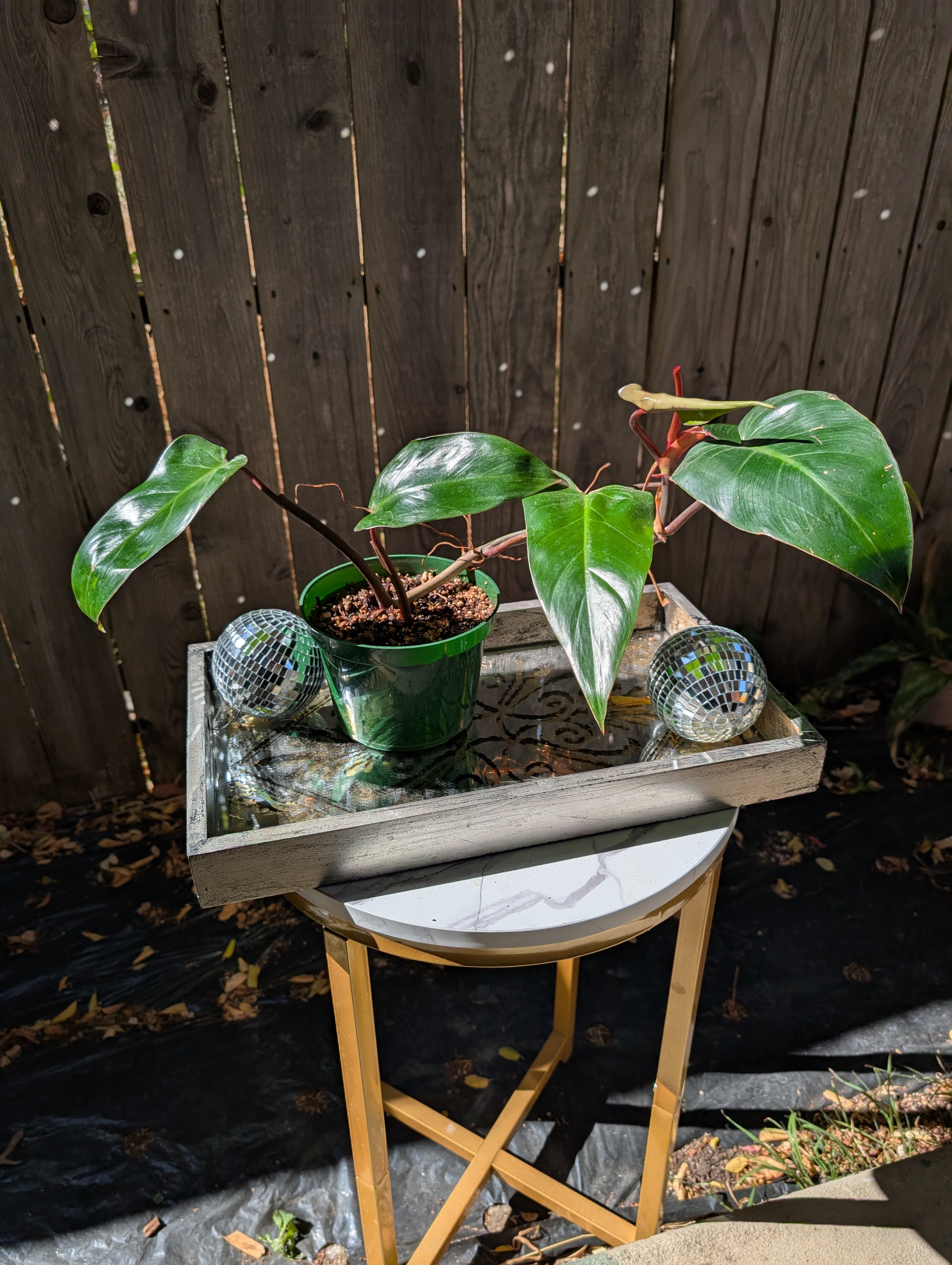 Philodendron 'red emerald' ❣️ image 10