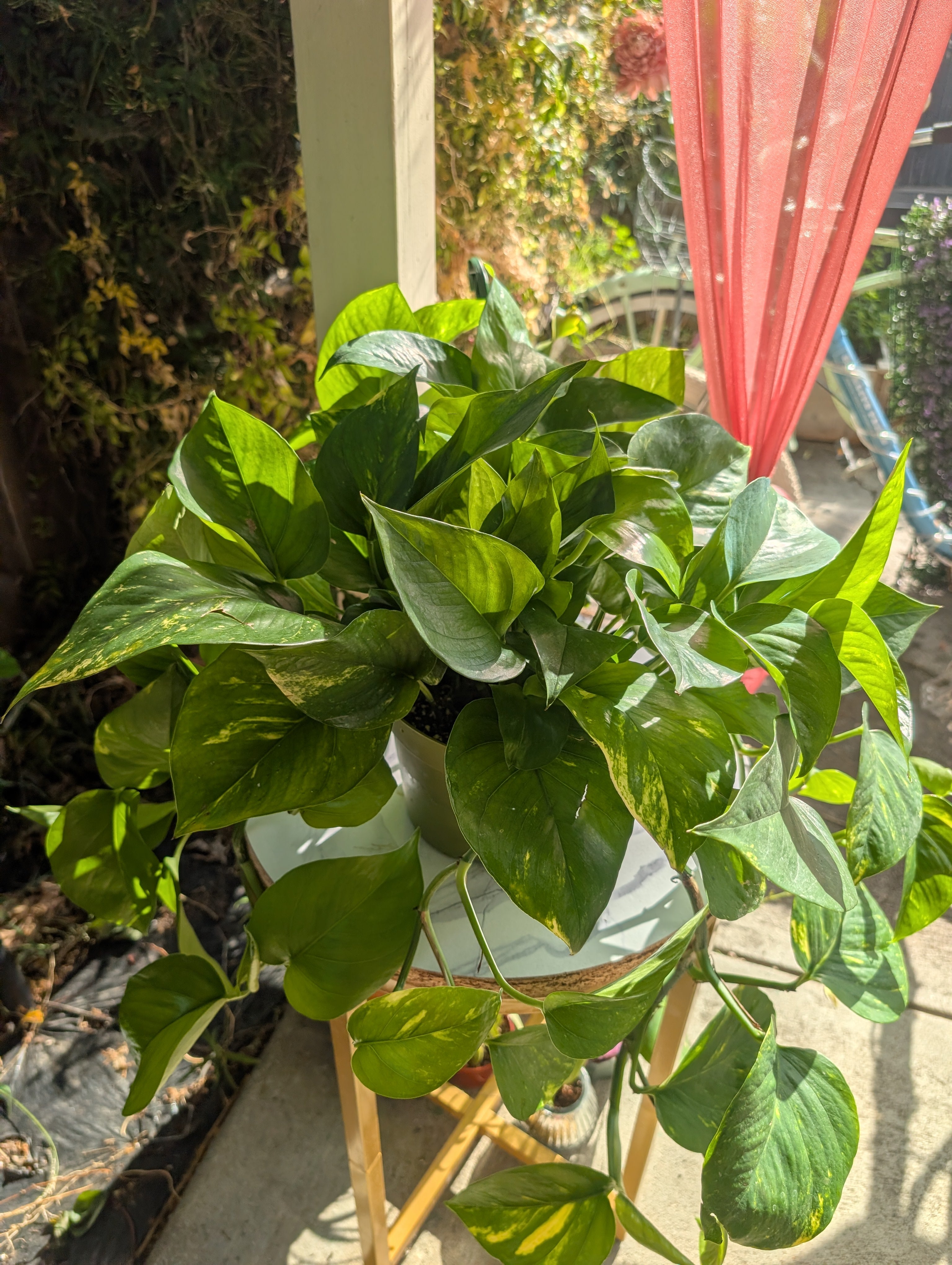 Epipremnum aureum 'golden pothos' image 0