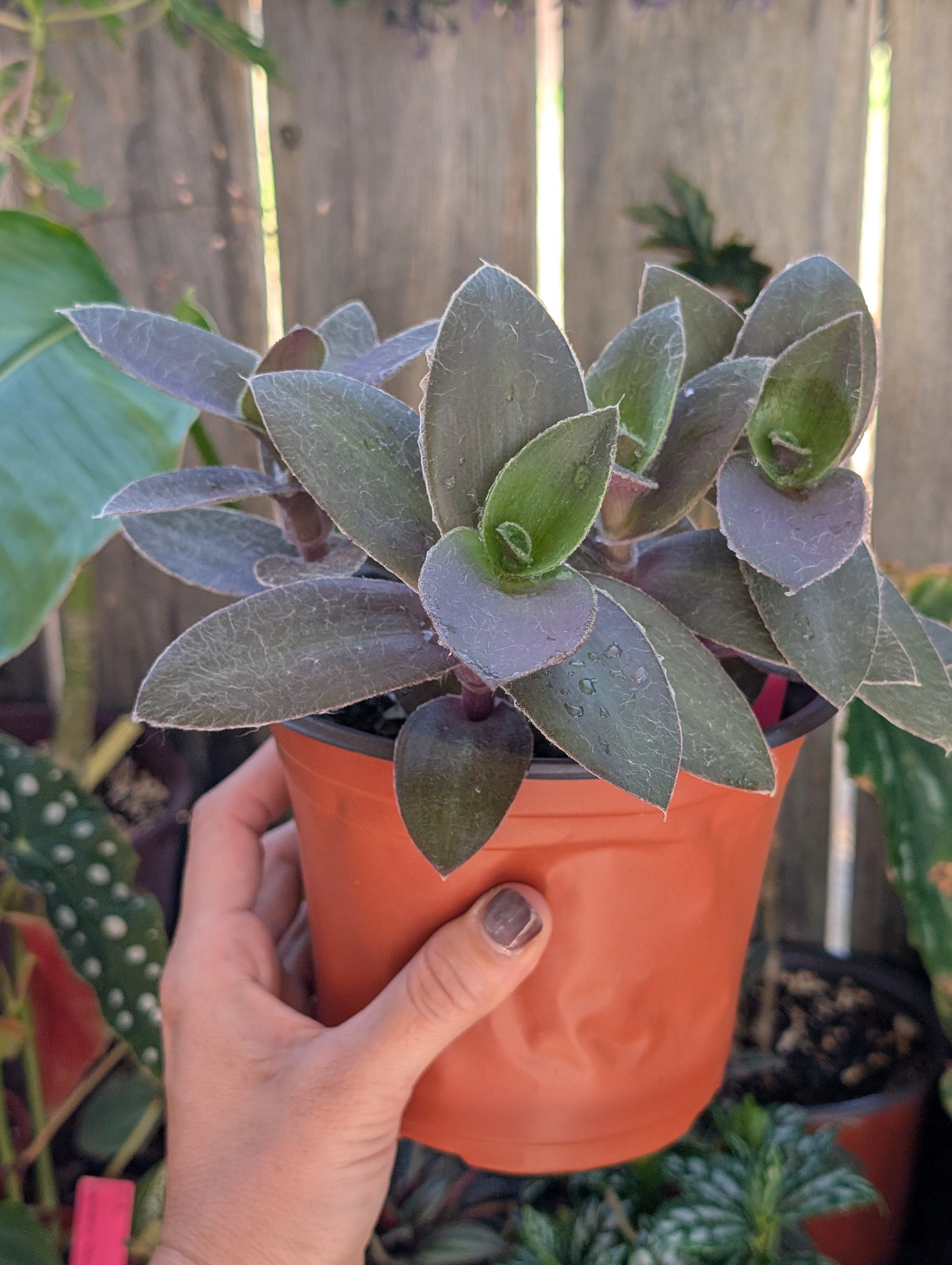 Tradescantia pallida 'pale puma' image 1