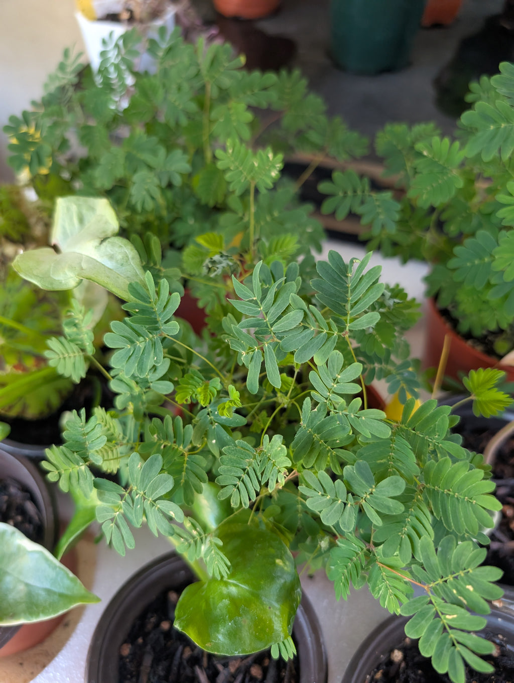 Mimosa pudica 'sensitive plant' image 2