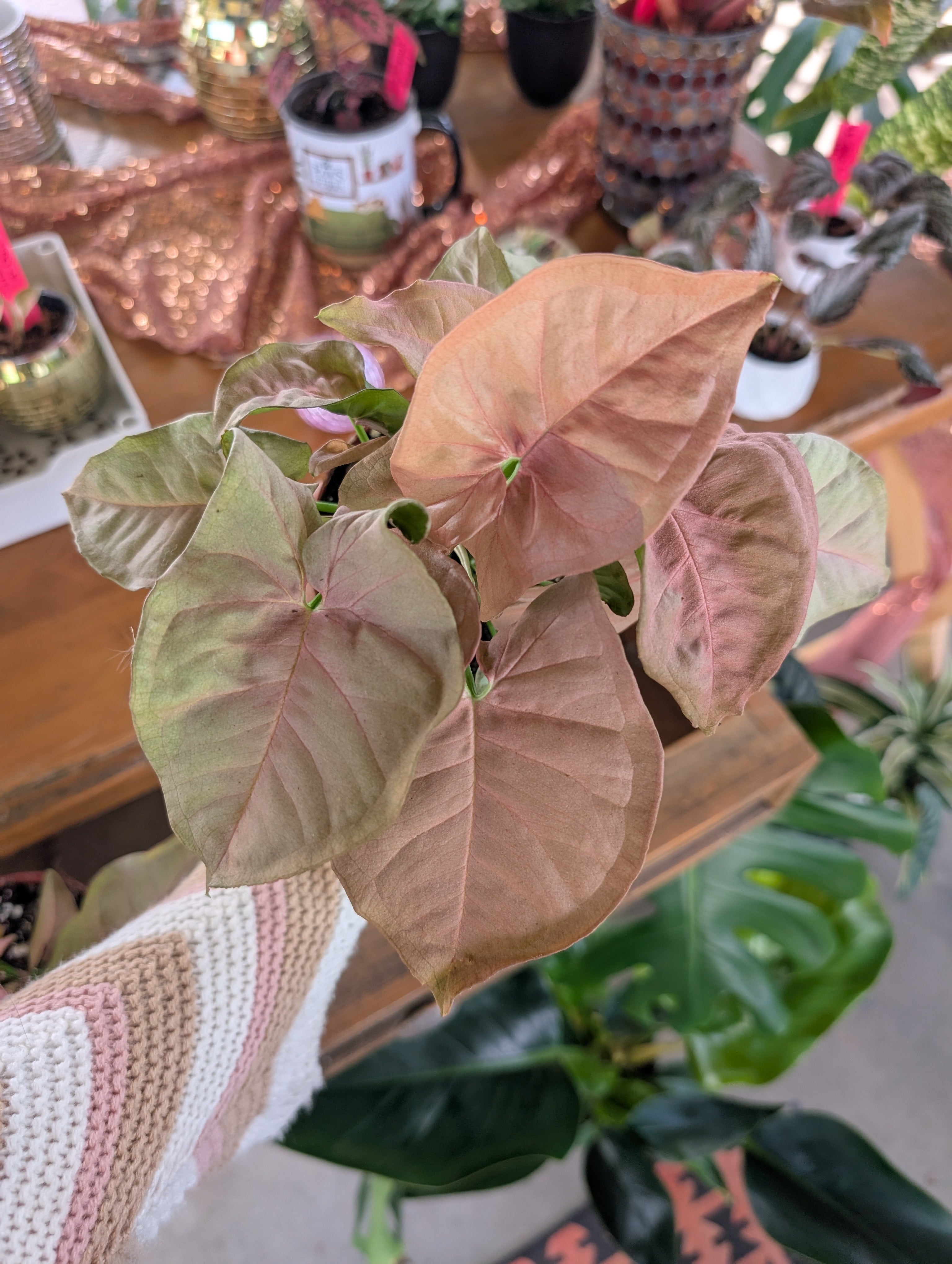Pink Syngonium image 8