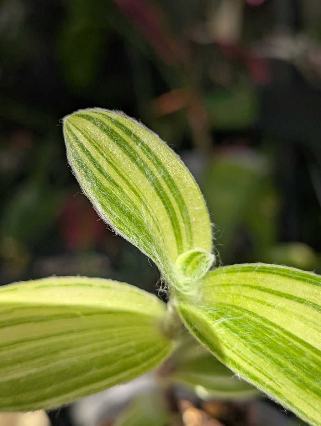 Tradescantia velvet stripe image 5