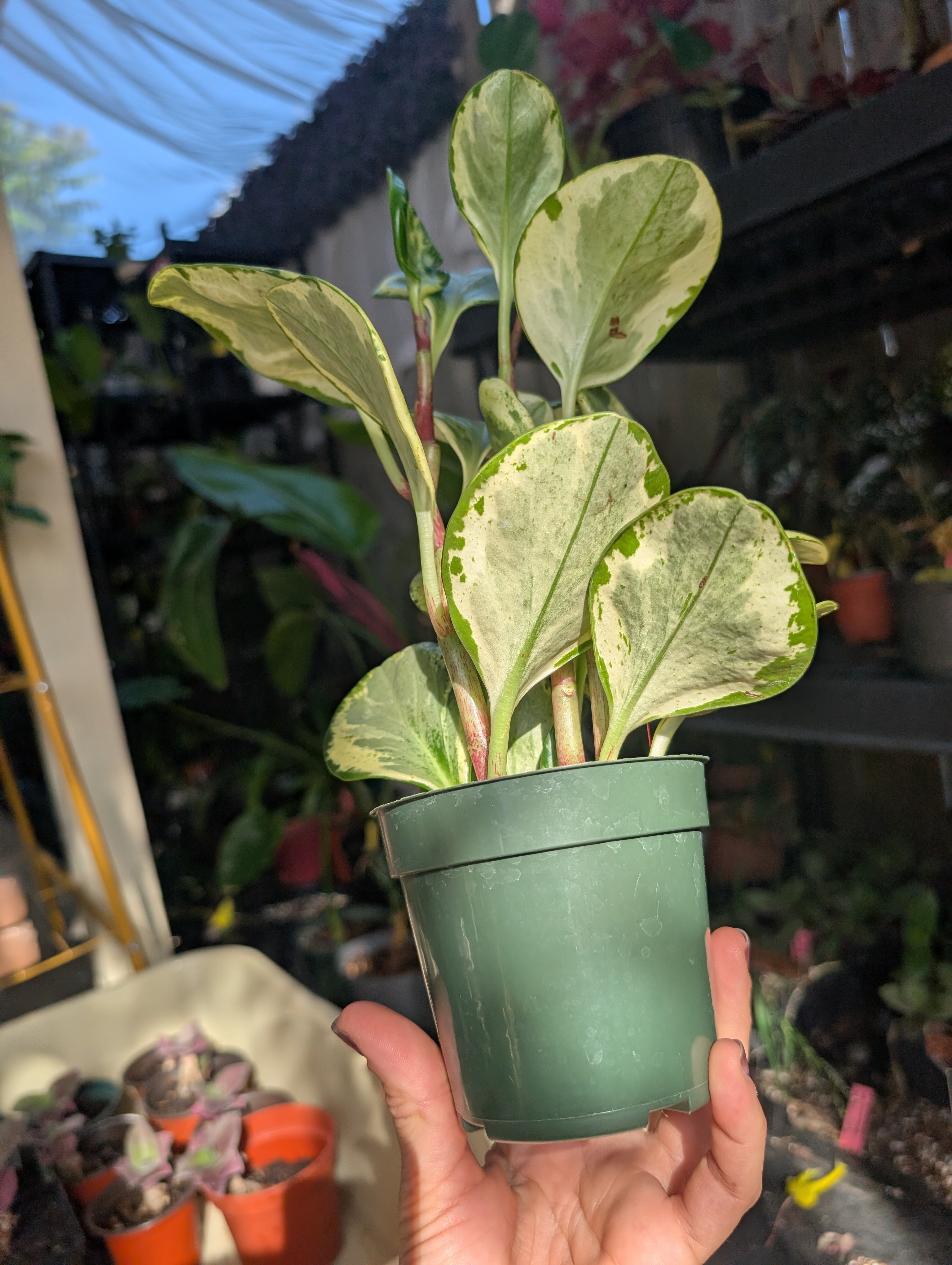 Peperomia 'golden gate' image 7