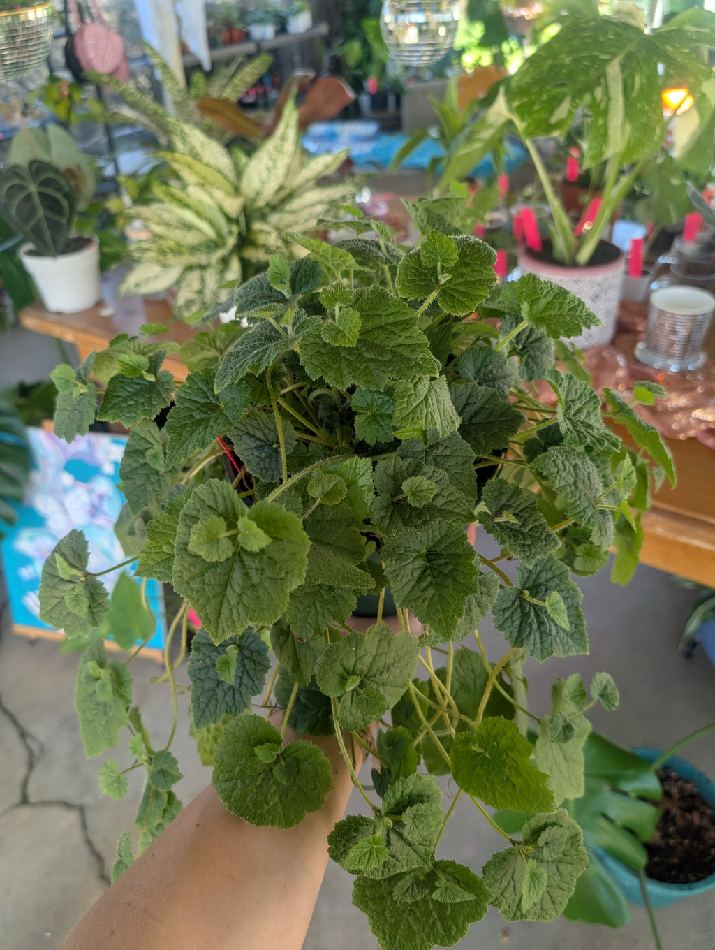 Piggyback Plant - Tolmiea menziesii image 3