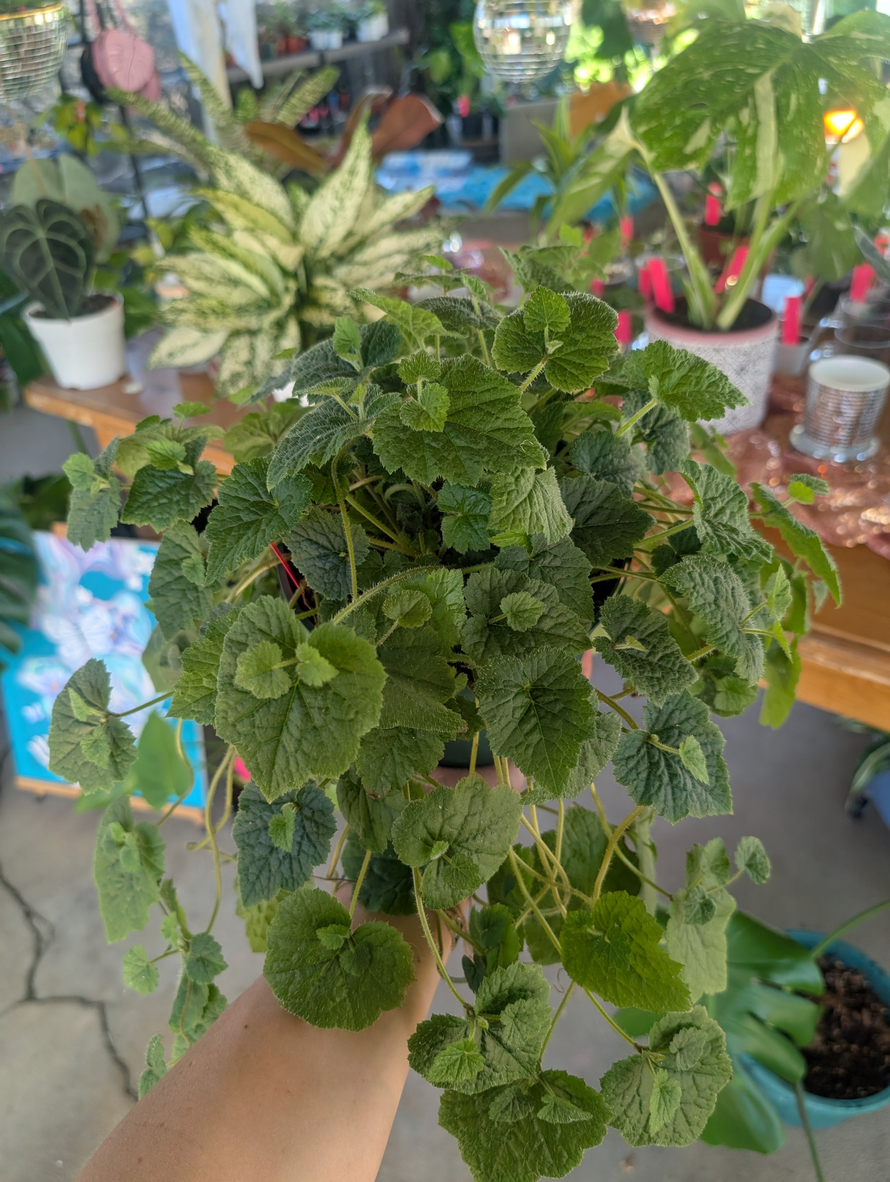 Piggyback Plant - Tolmiea menziesii image 3