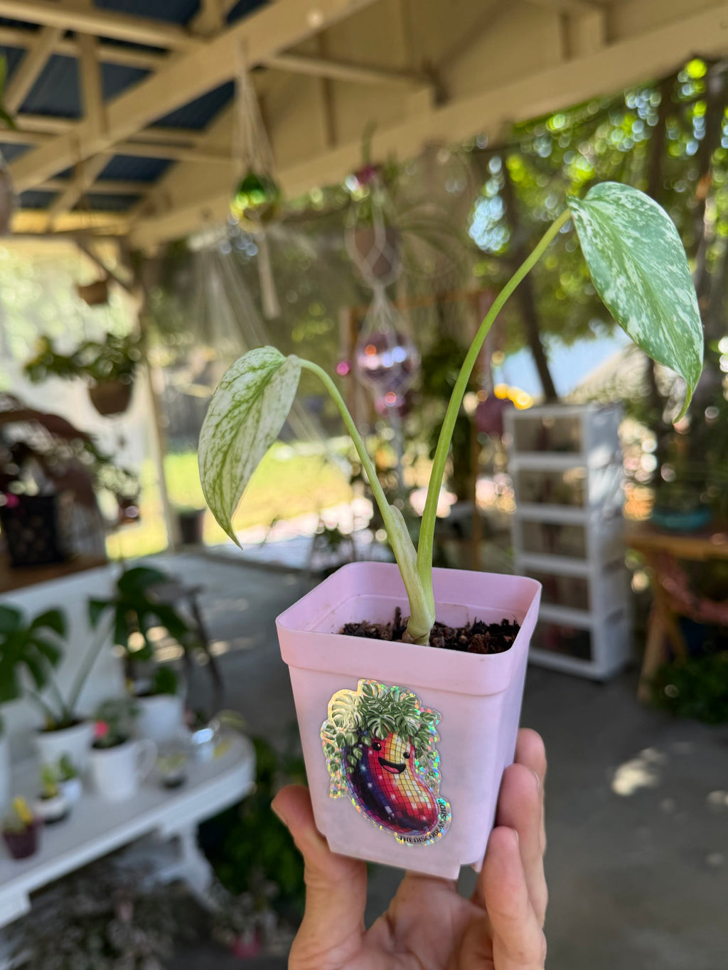 Monstera mint variegated 🌿 image 5