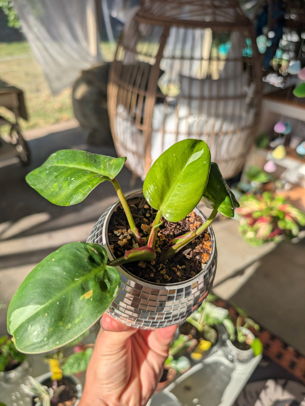 Philodendron erubescens 'white princess' in 4" Disco mirrored vase image 0