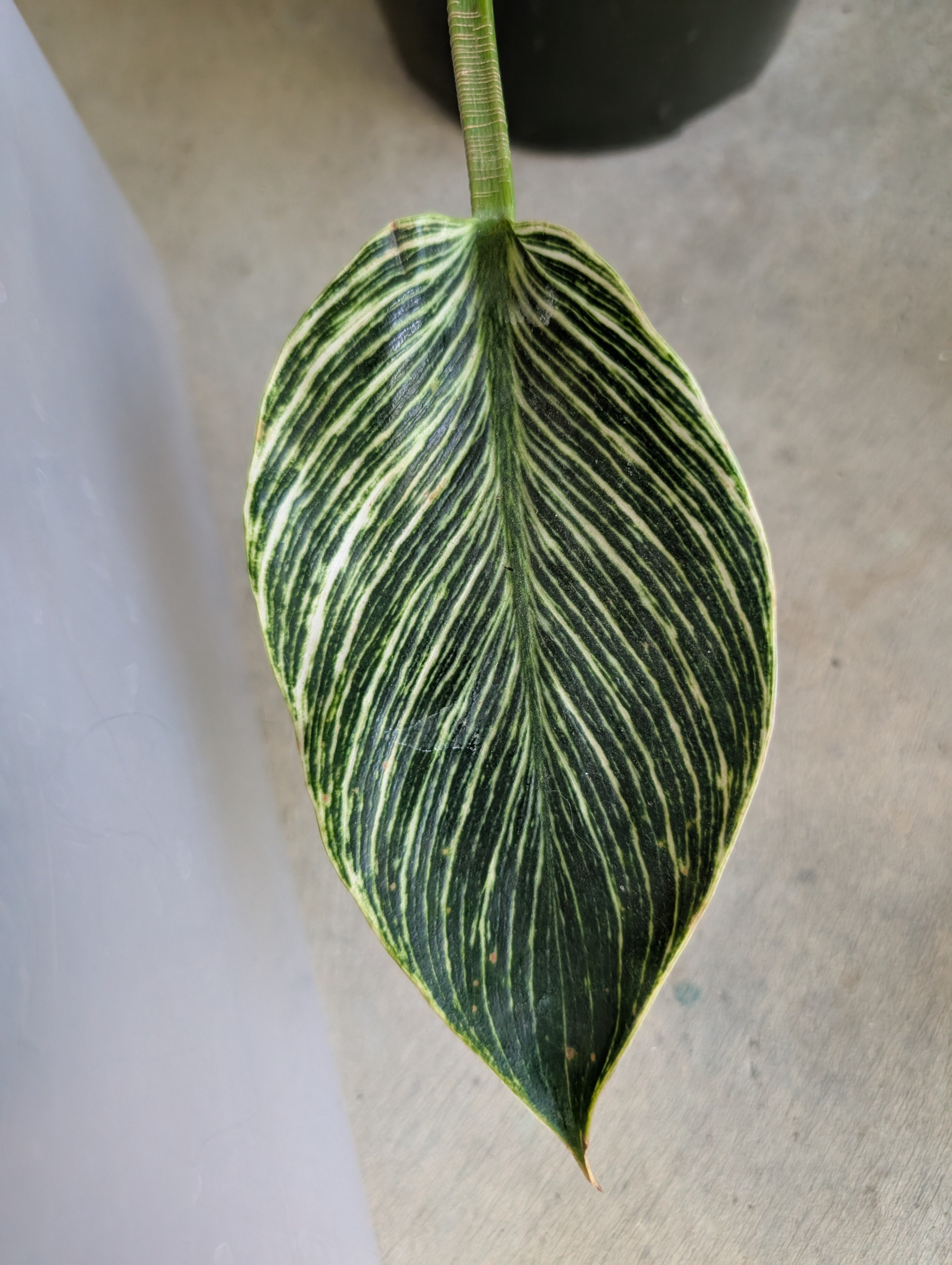 Philodendron 'birkin' image 5