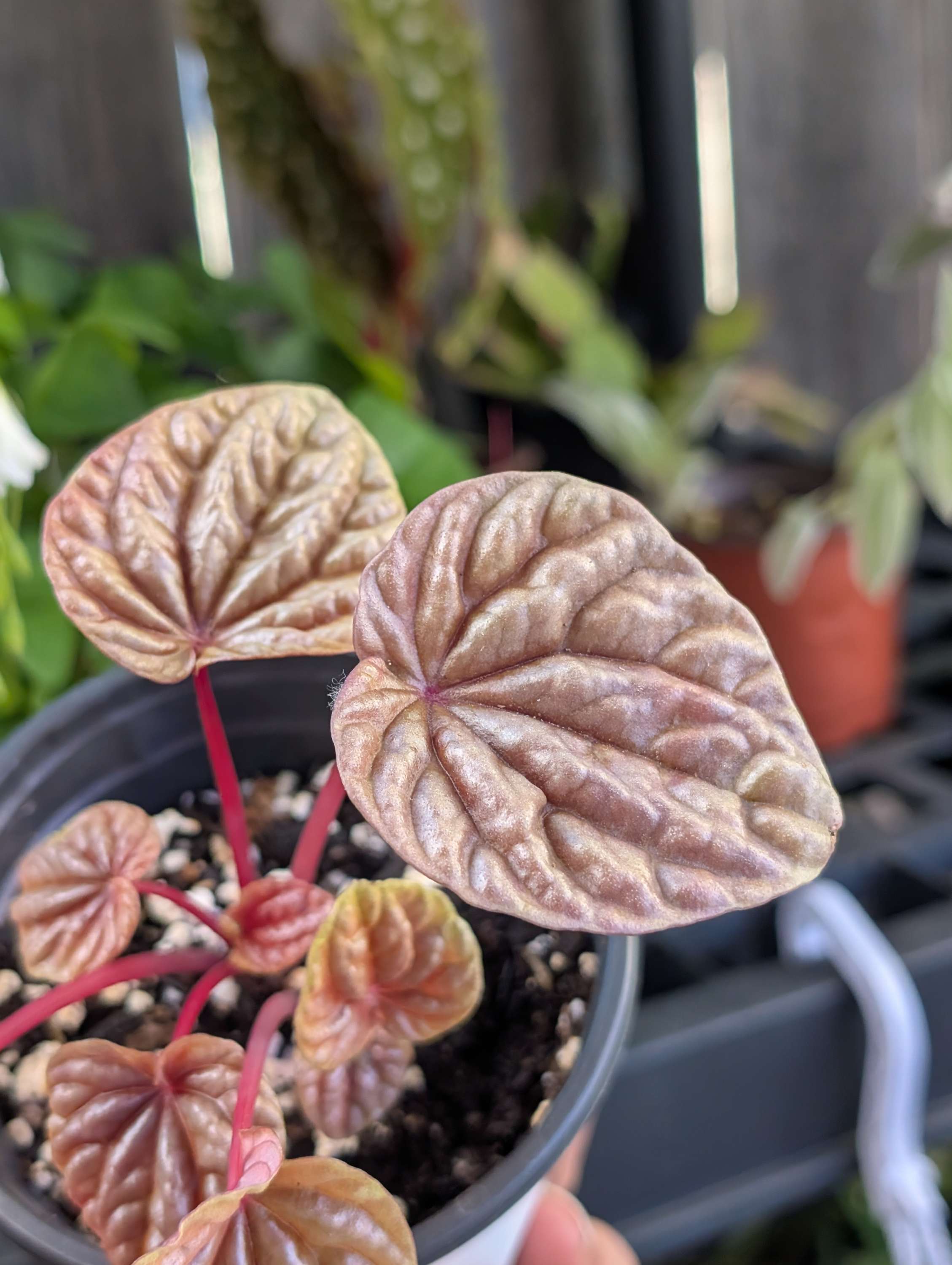Peperomia Quito (4" Pot) image 0