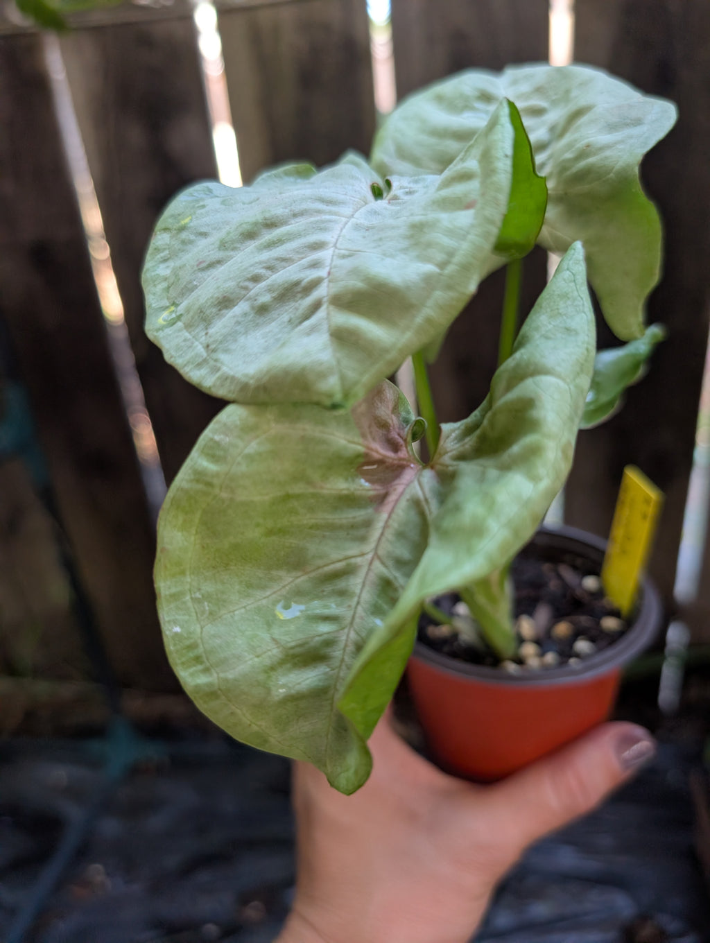 Syngonium podophyllum 'milk confetti' image 1