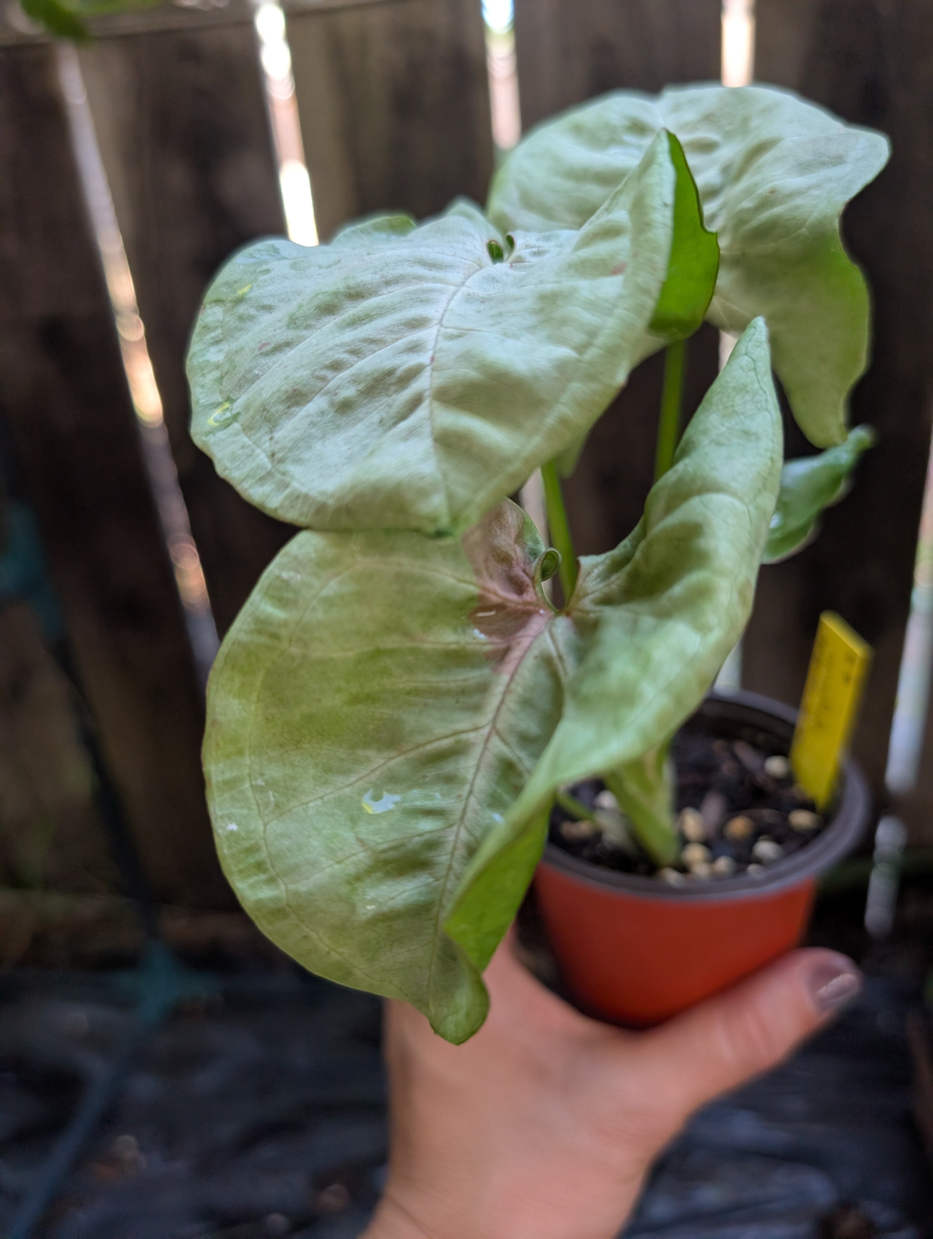 Syngonium podophyllum 'milk confetti' image 1