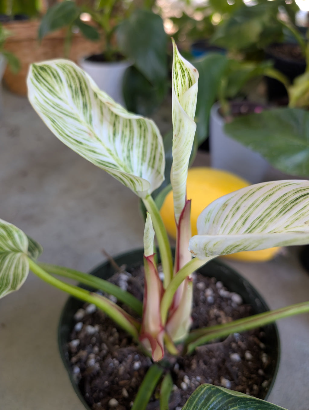 Philodendron 'birkin' image 1