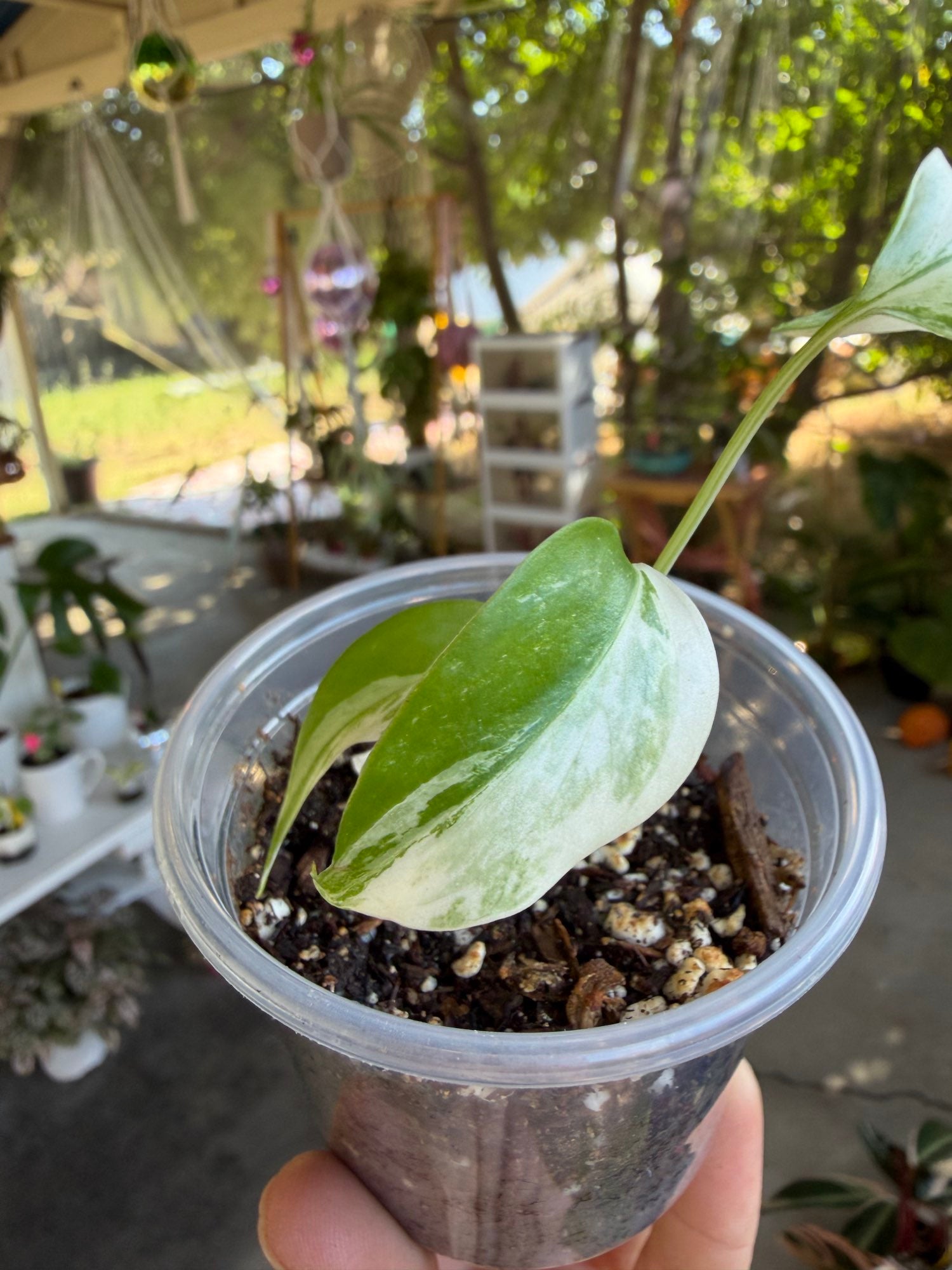 Monstera borsigiana Albo image 2