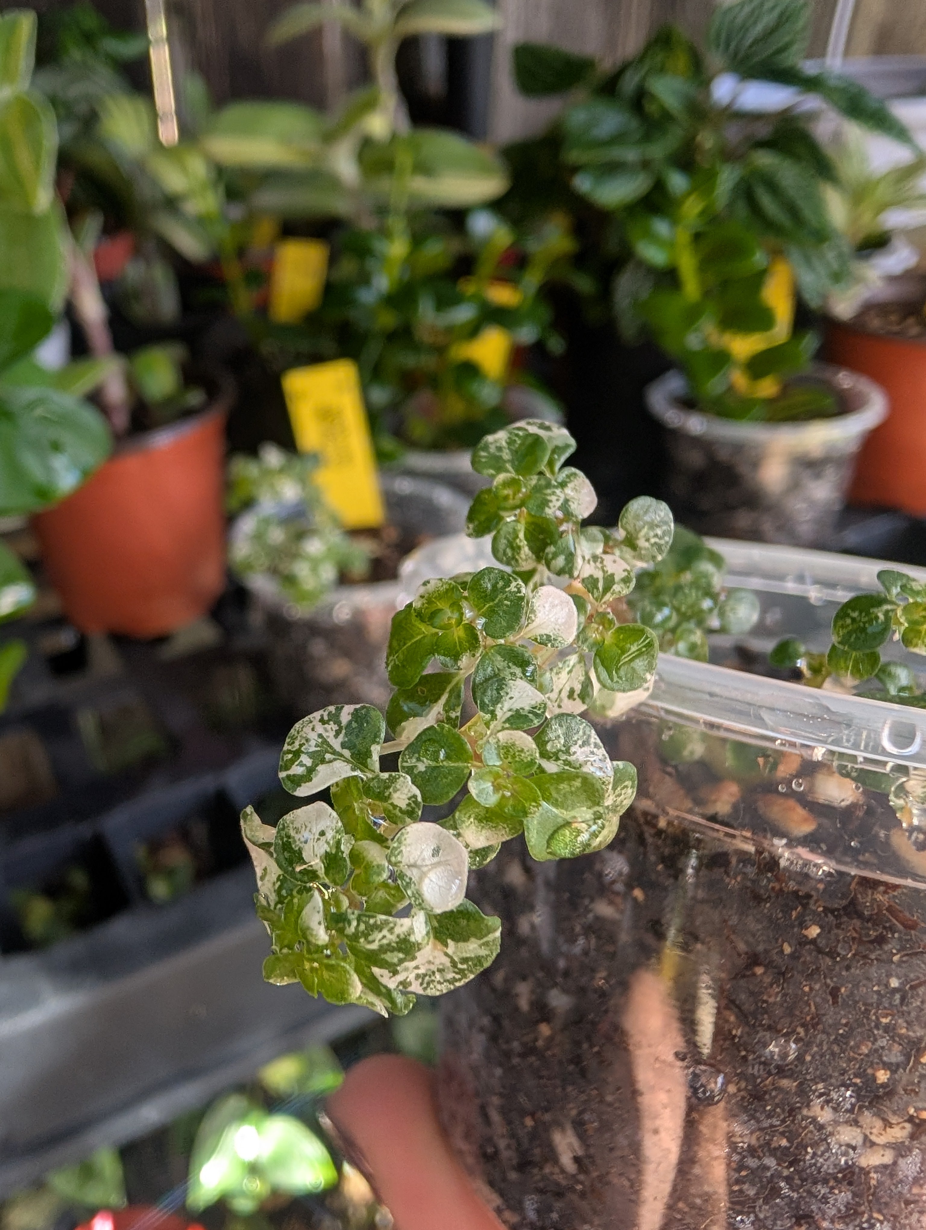 Pilea microphylla image 1