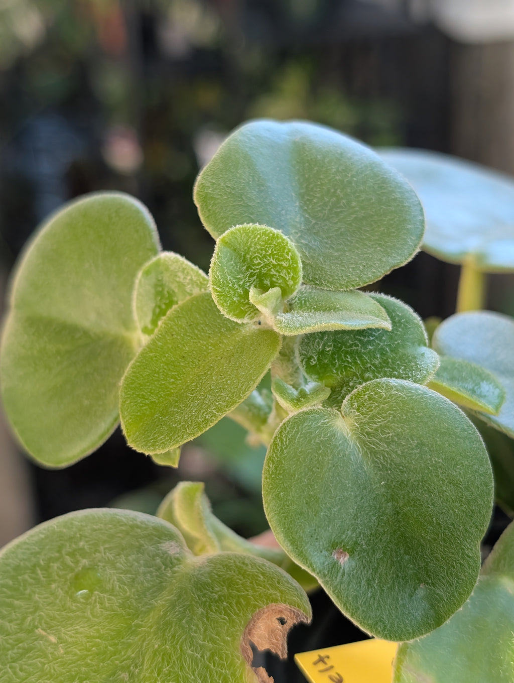Peperomia 'felt' image 3