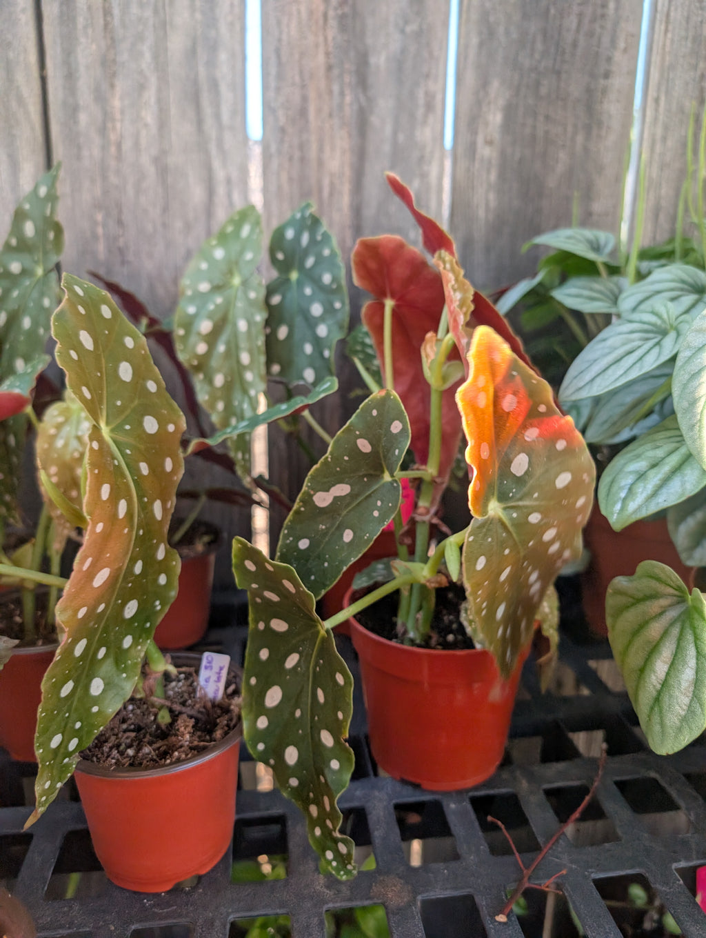 Begonia maculata image 1