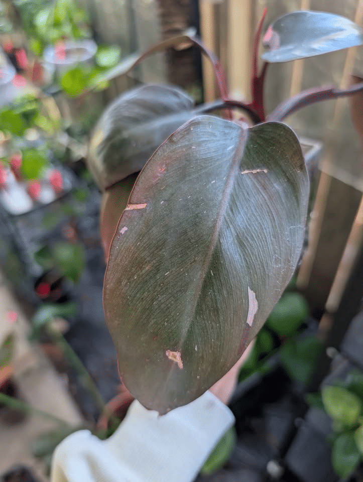 Philodendron Cherry Pink Princess Plant image 2