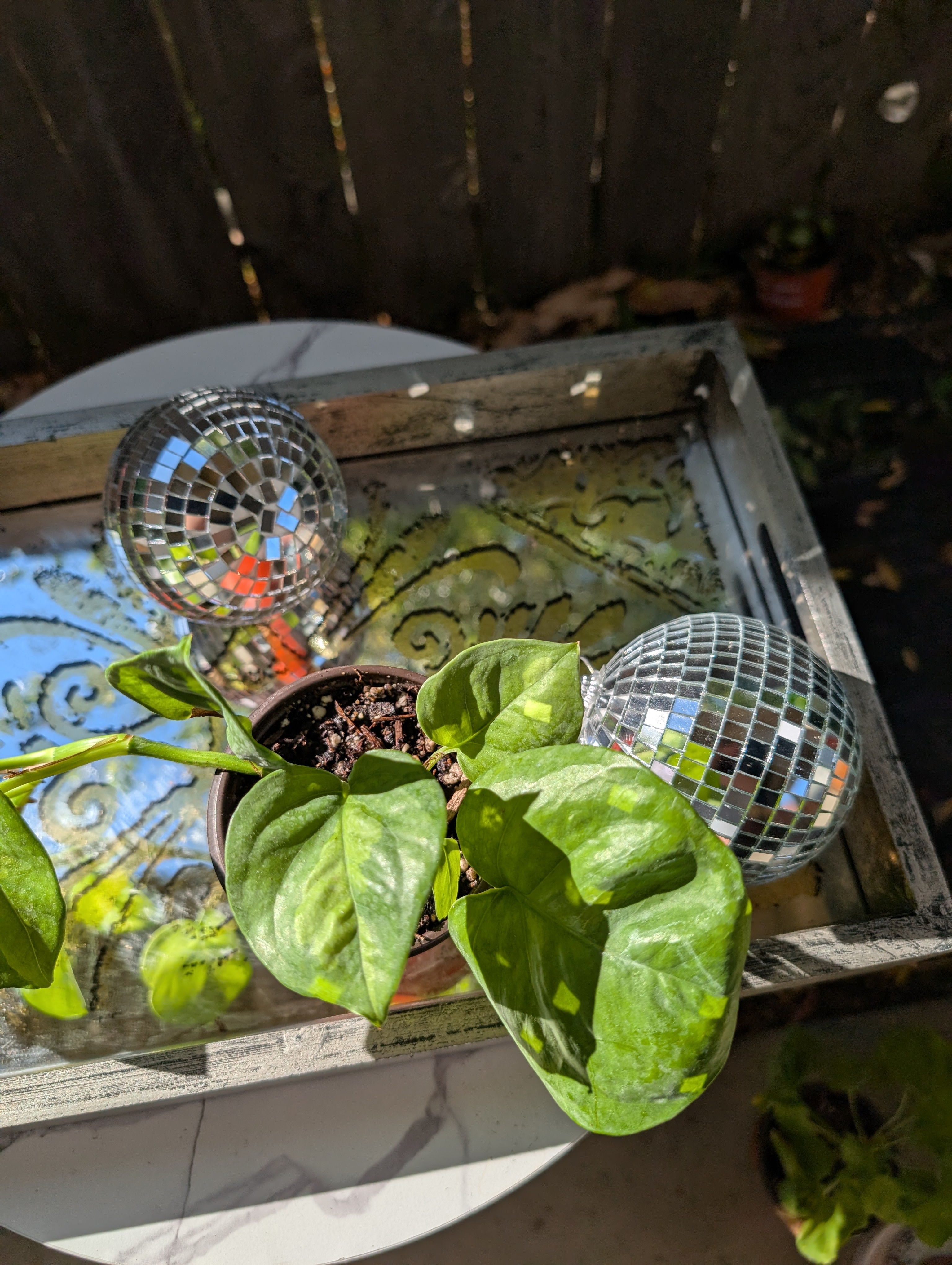 Global Green Pothos image 12