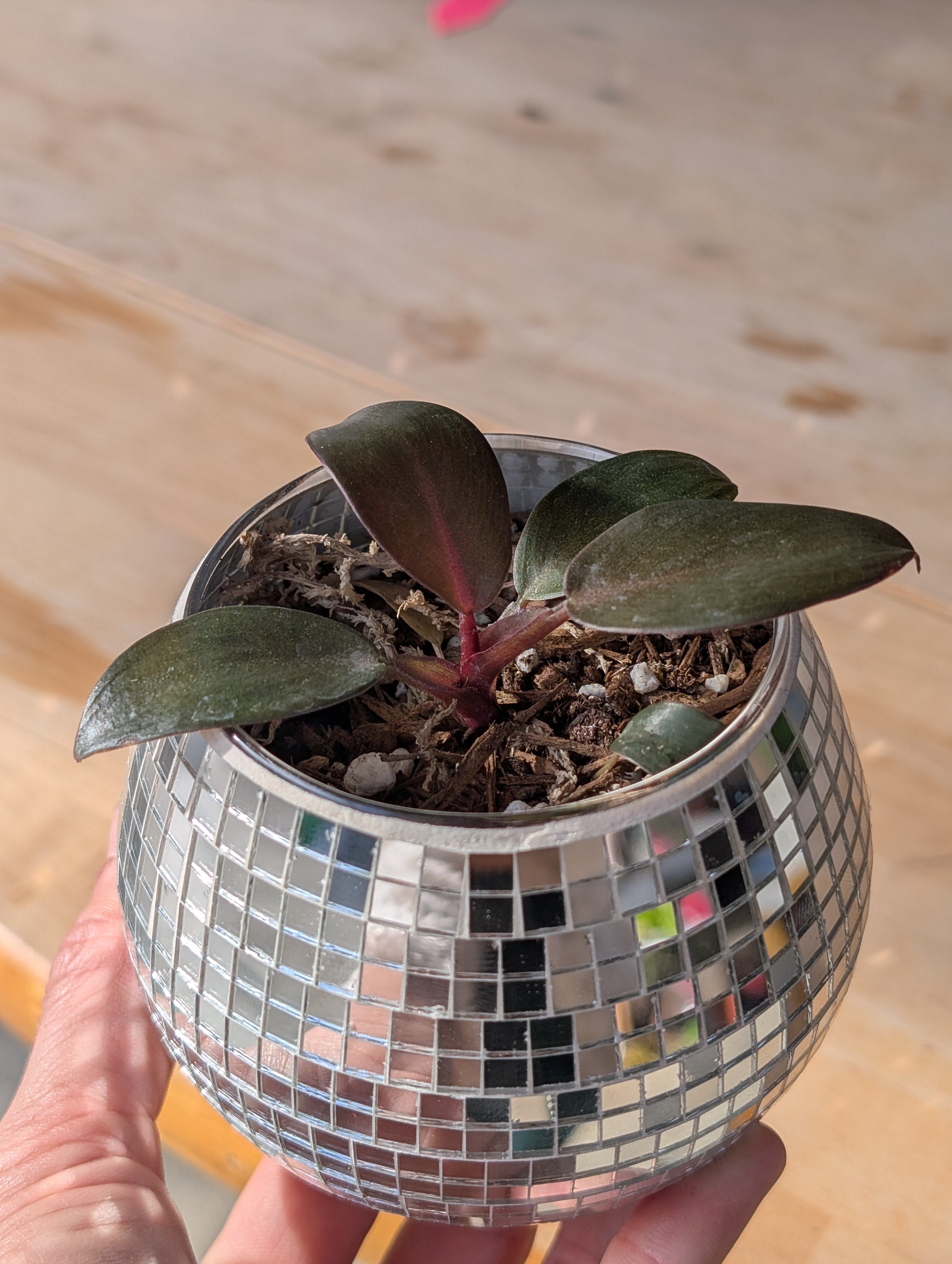 Philodendron 'black cardinal' in Glass Disco Vase ✨ image 7