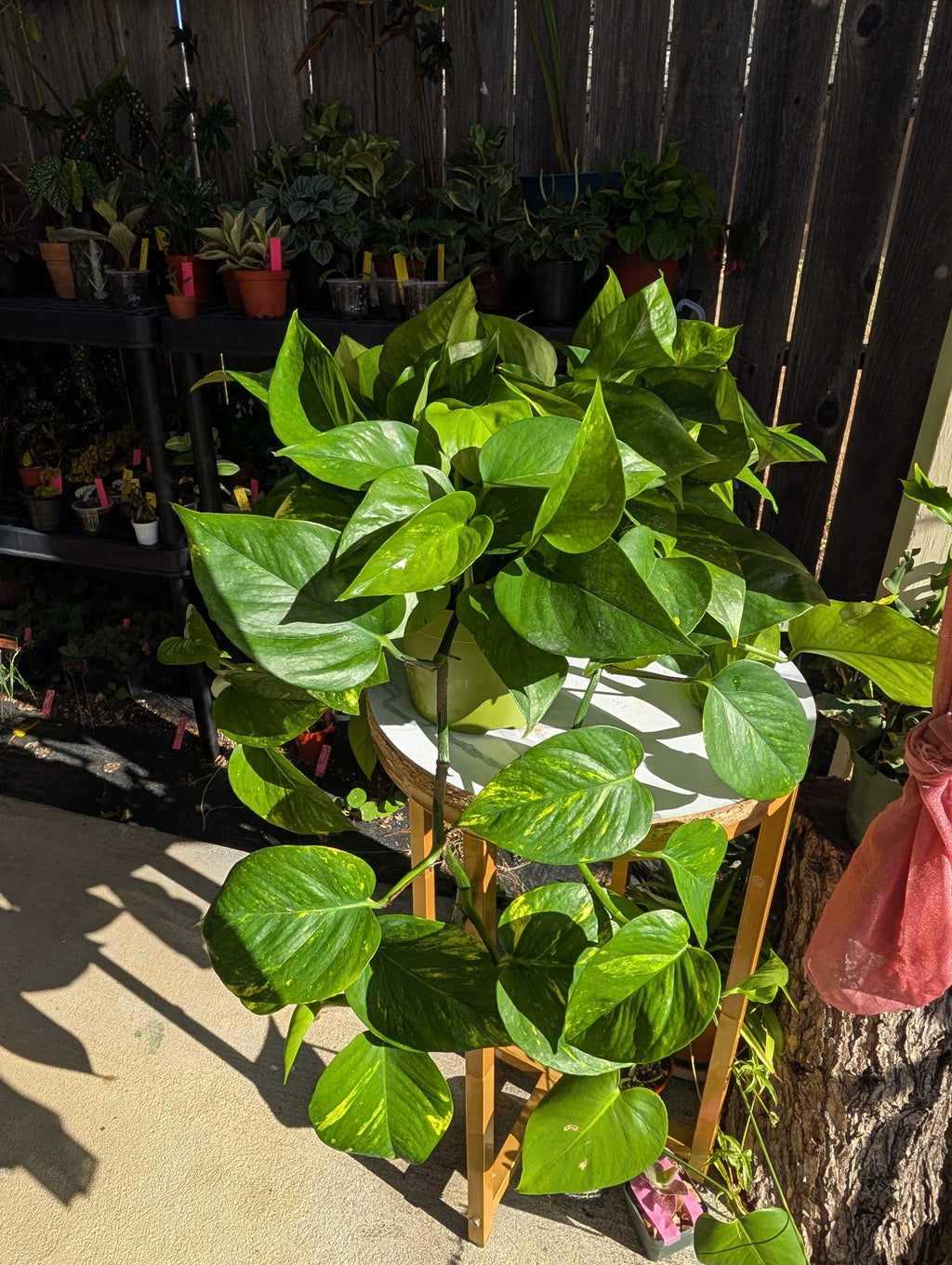 Epipremnum aureum 'golden pothos' image 10