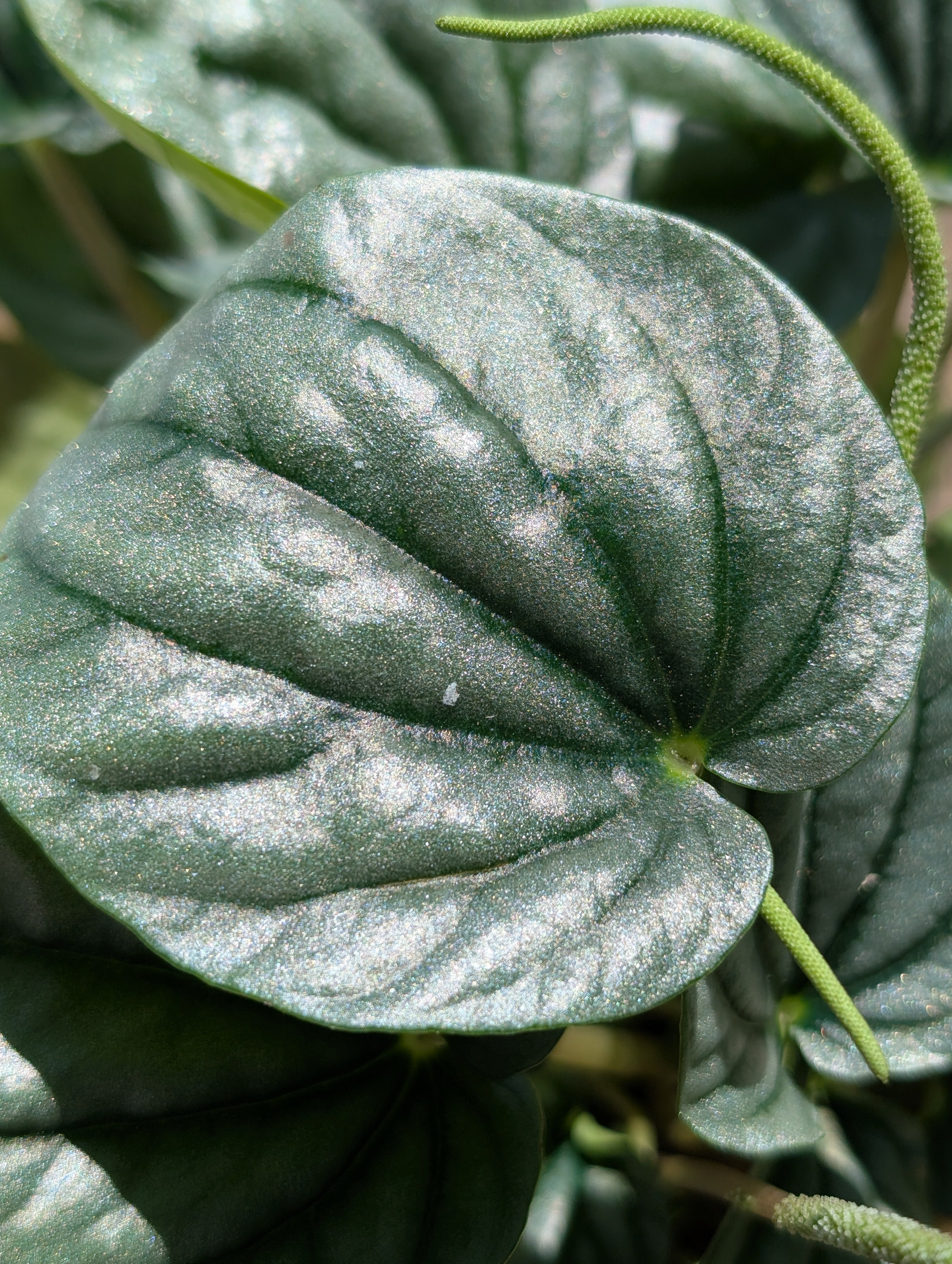 Peperomia caperata 'Moonlight' image 7