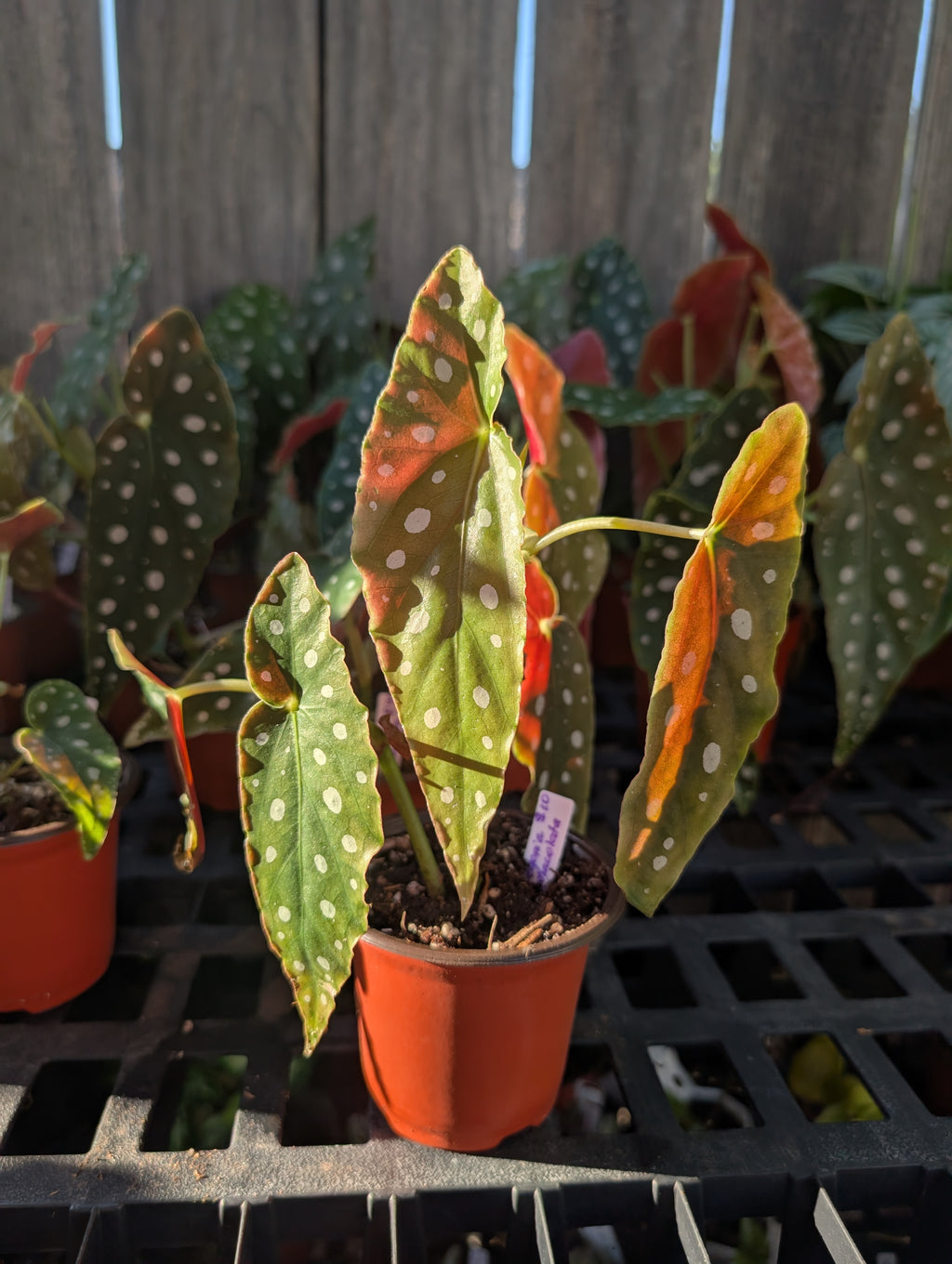 Begonia maculata image 0