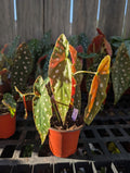 Begonia maculata image 0