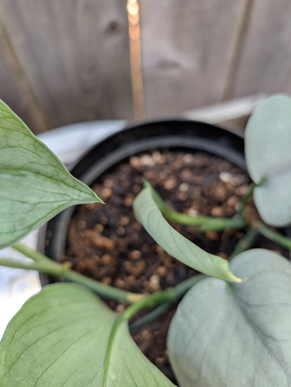Scindapsus platinum java - Exact Plant image 3
