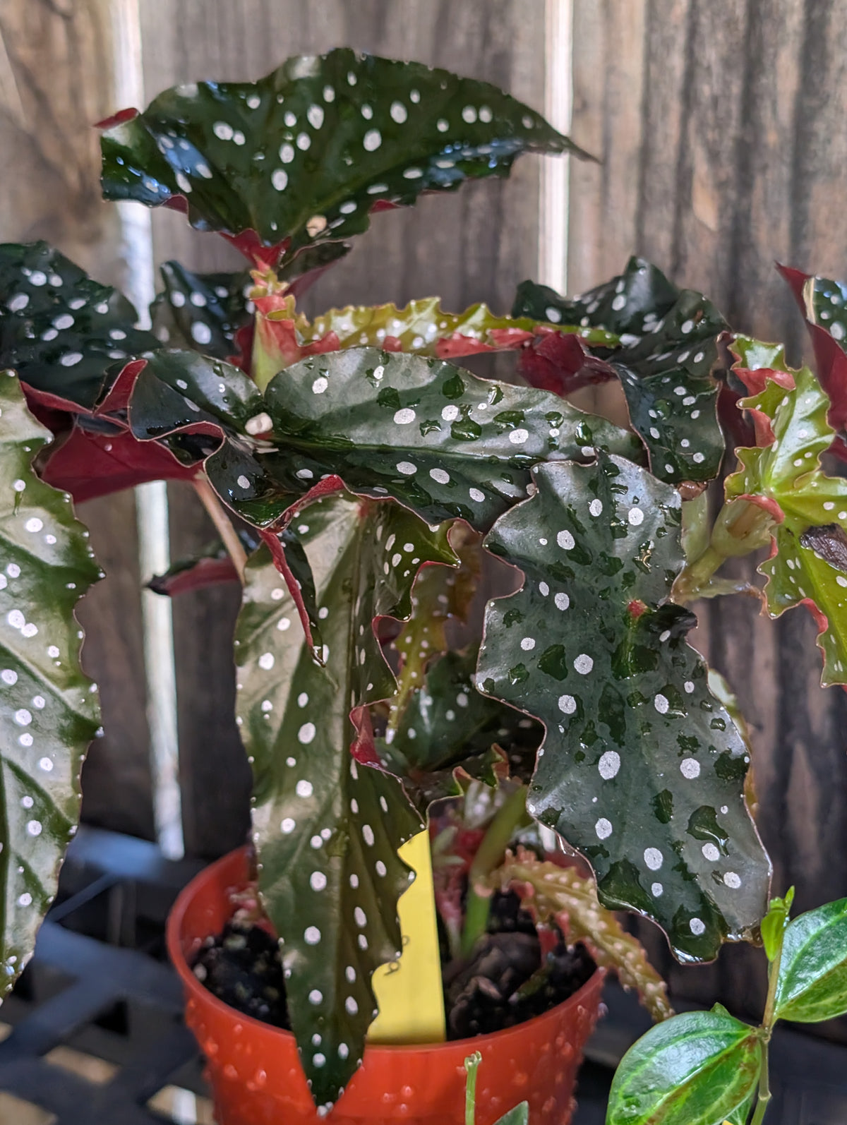 Begonia 'black forest' image 4