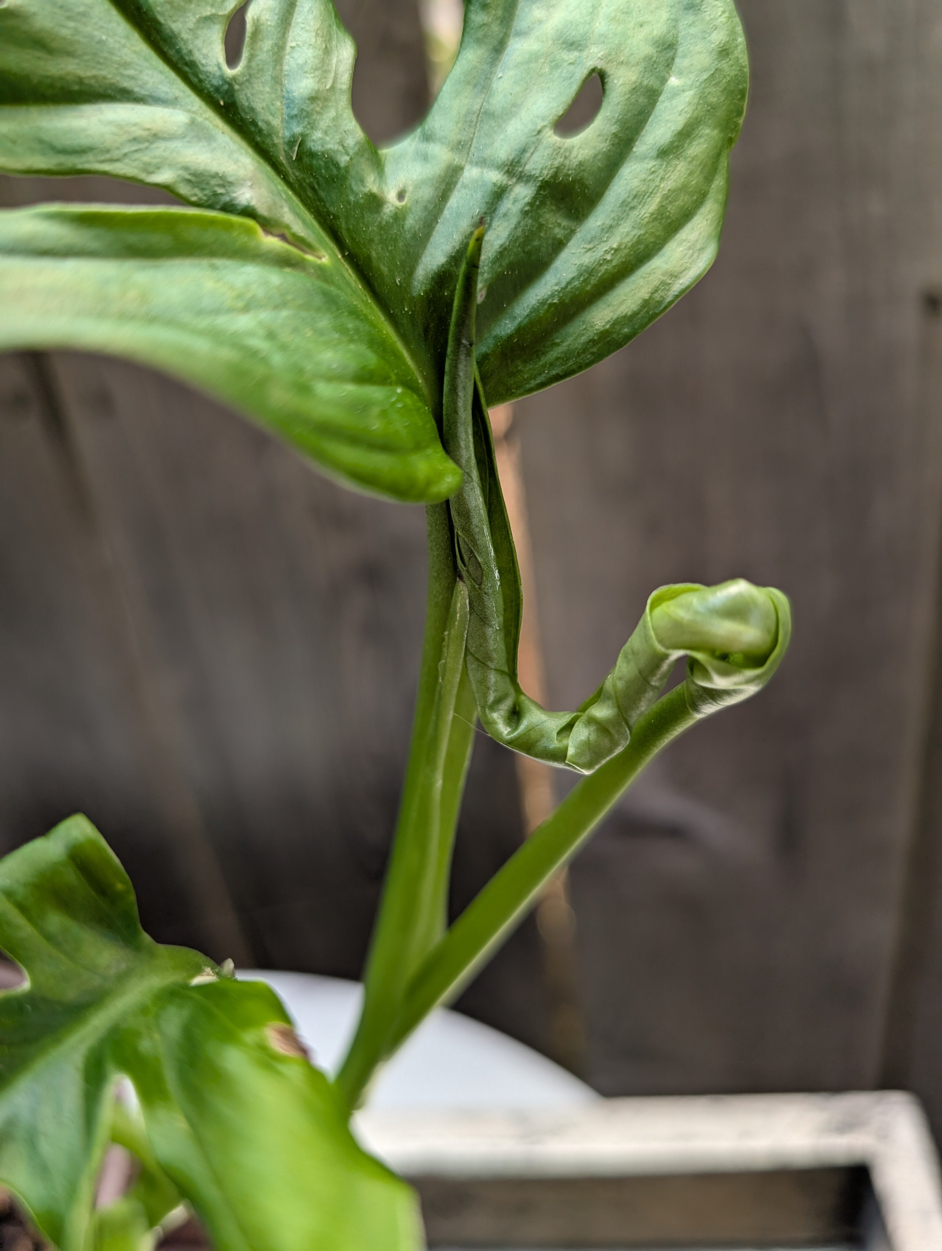 Monstera adansonii image 3