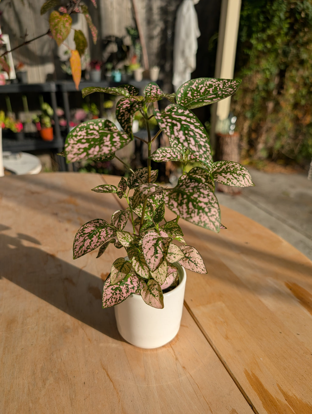 Polkadot Splash Plant image 8