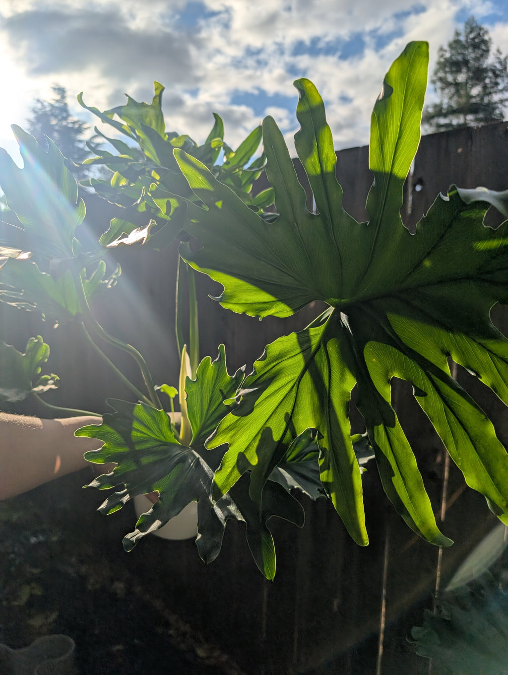 Philodendron 'lickety split' image 5