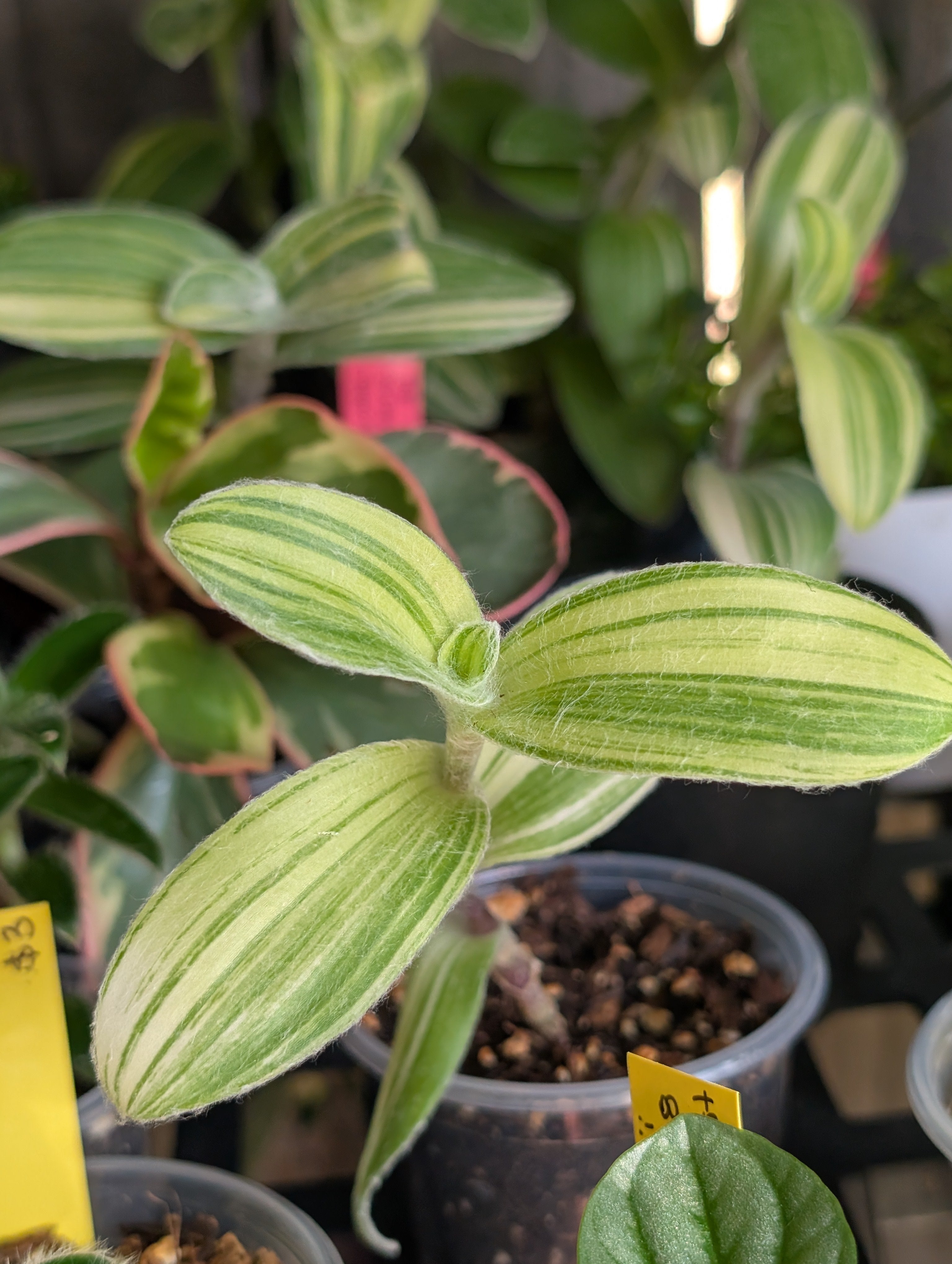 Tradescantia velvet stripe image 1