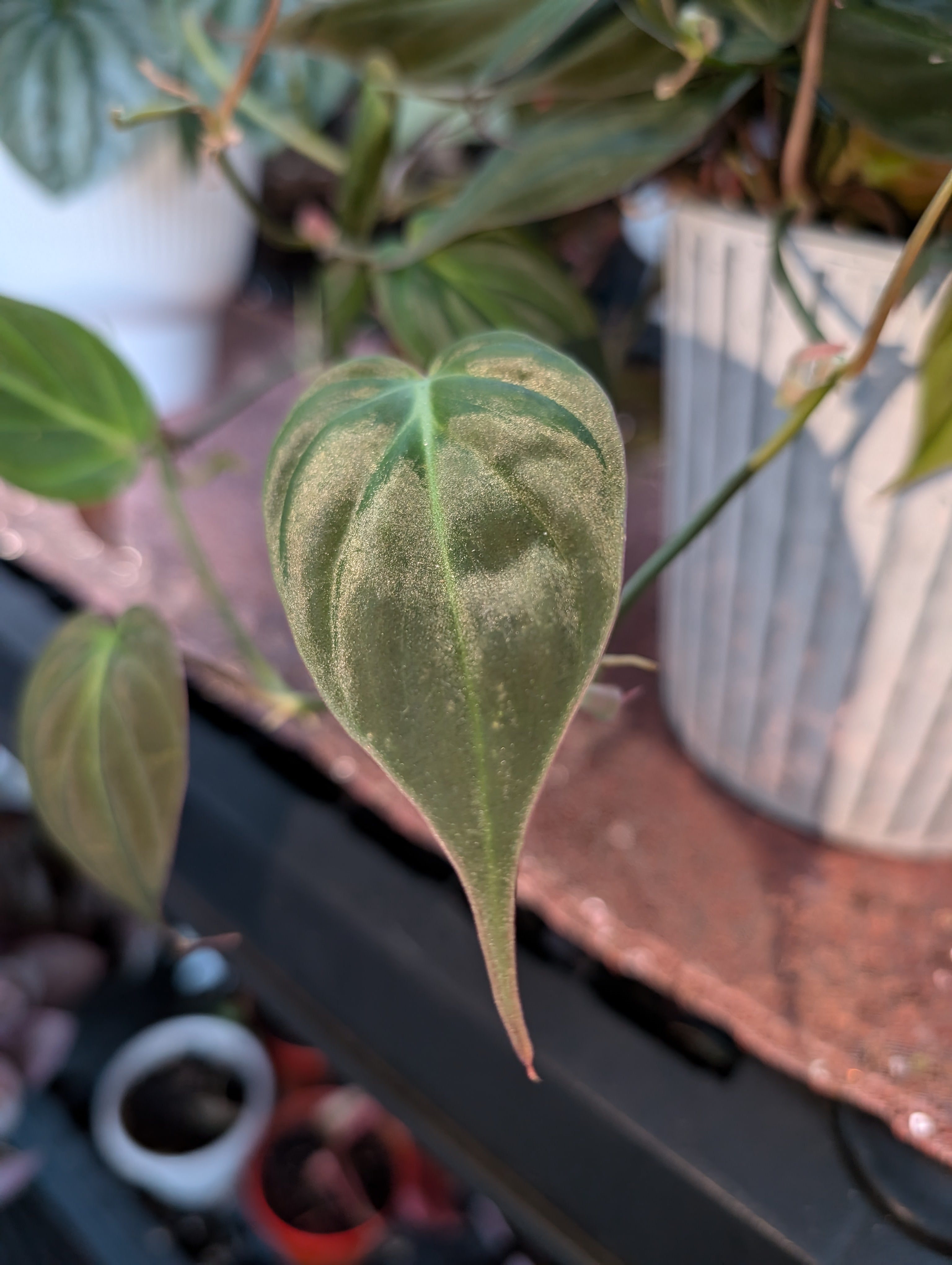 Philodendron hederaceum micans image 2