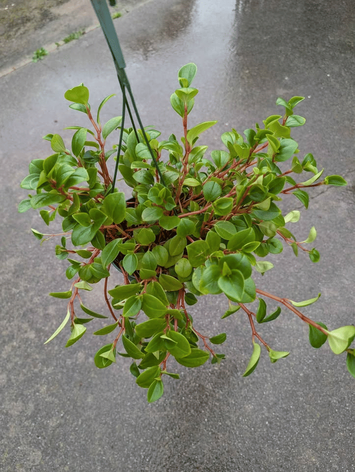 Peperomia Cubensis Plant in 6" Hanging Pot image 2