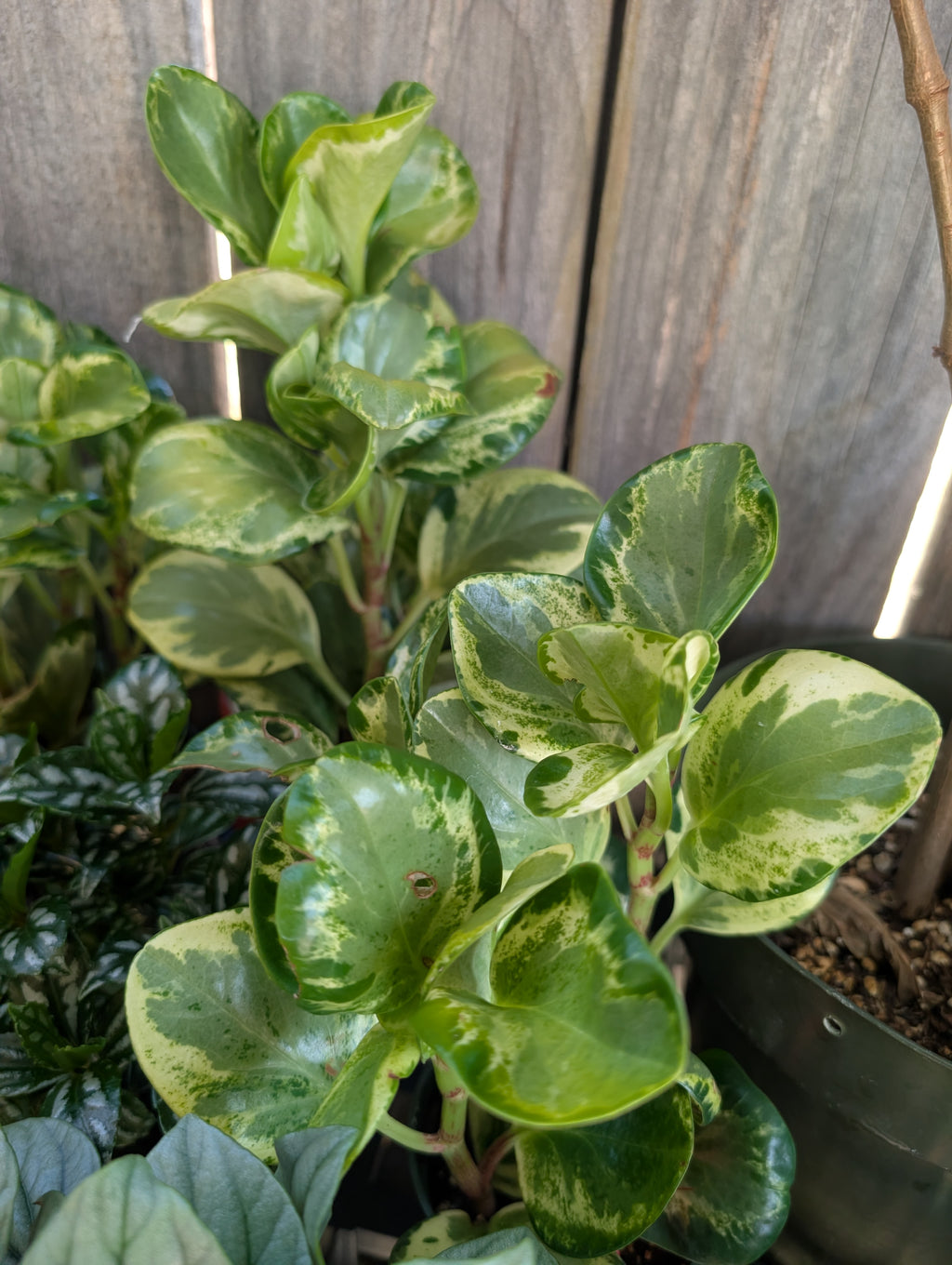 Peperomia 'golden gate' image 3