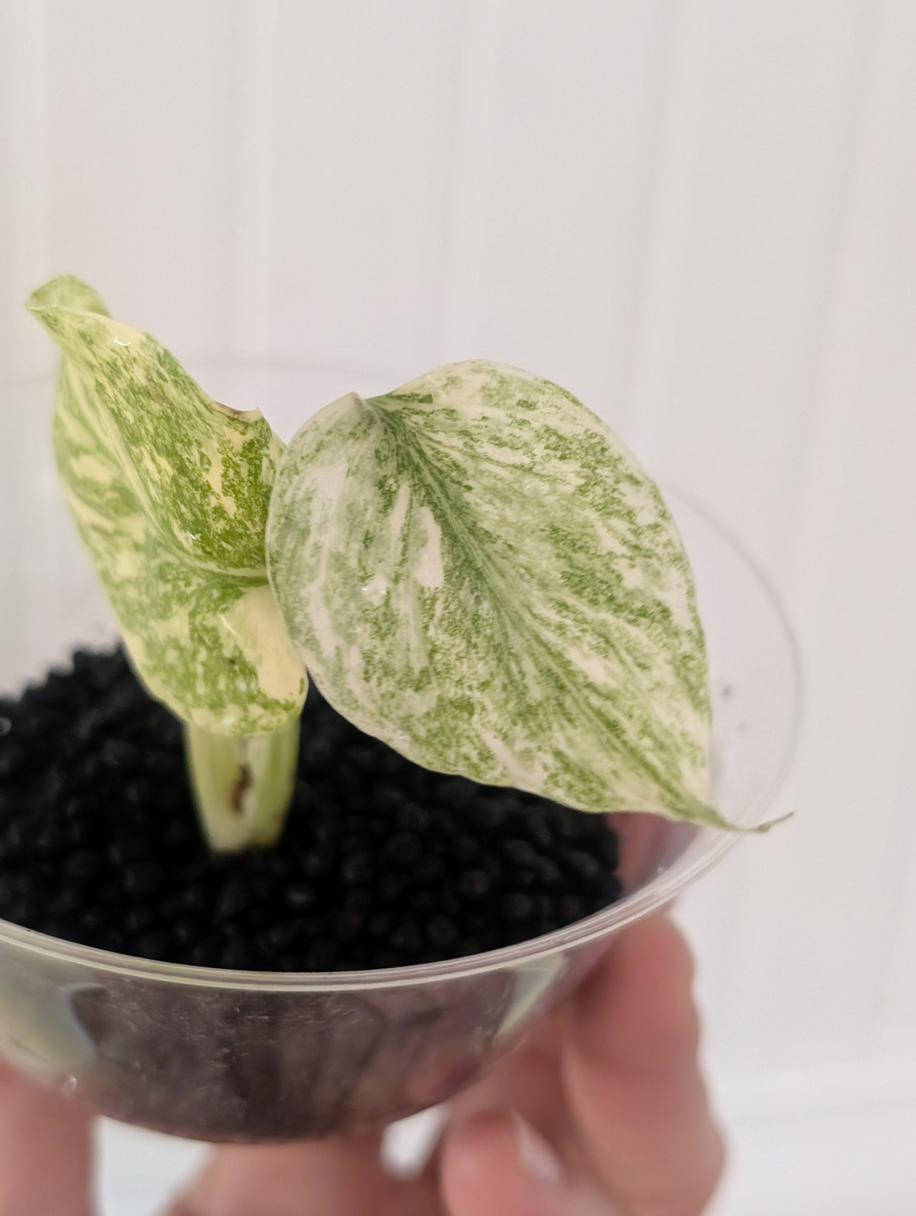 Monstera Legacy image 5