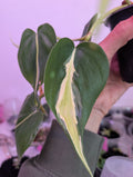 Philodendron hederaceum 'Cream Splash' image 0