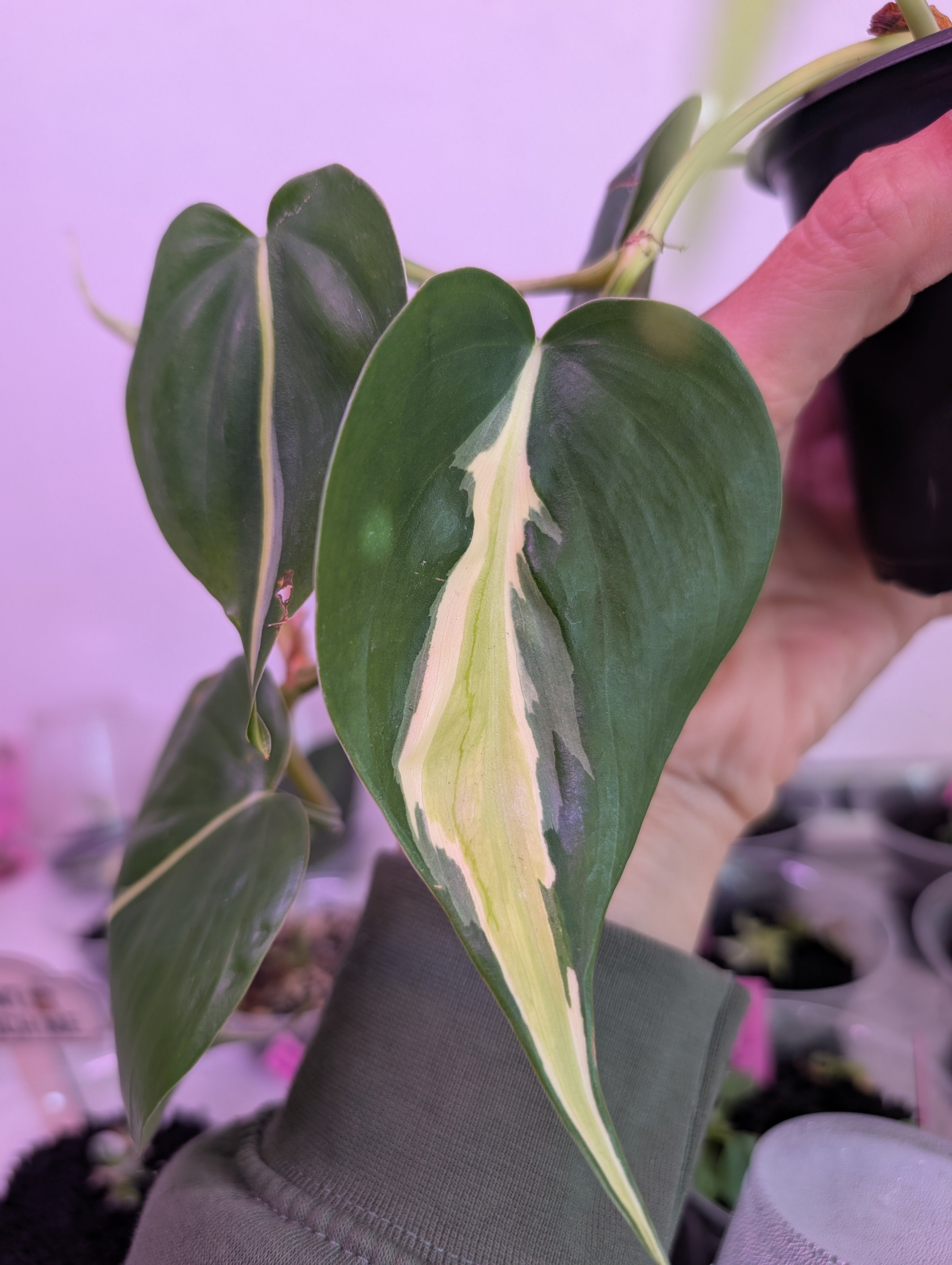 Philodendron hederaceum 'Cream Splash' image 0