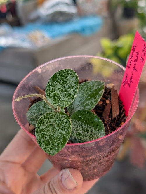 Hoya Mathilde image 1